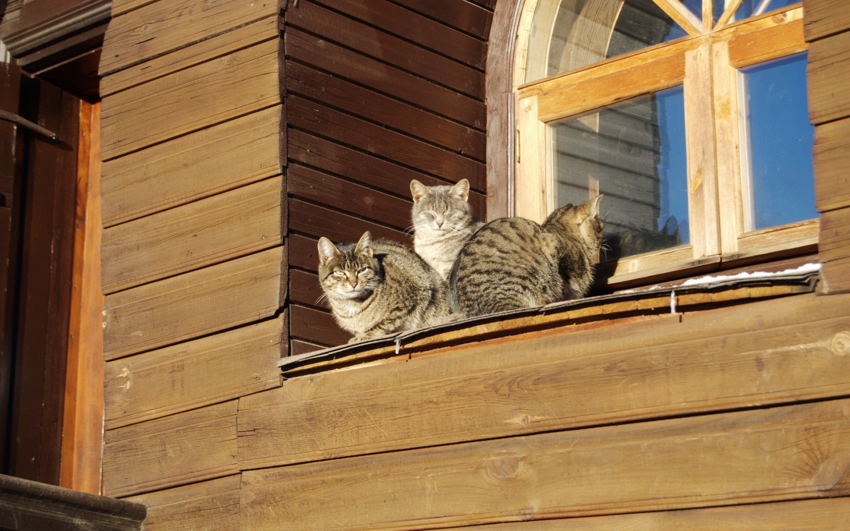 Кошки греются на солнце