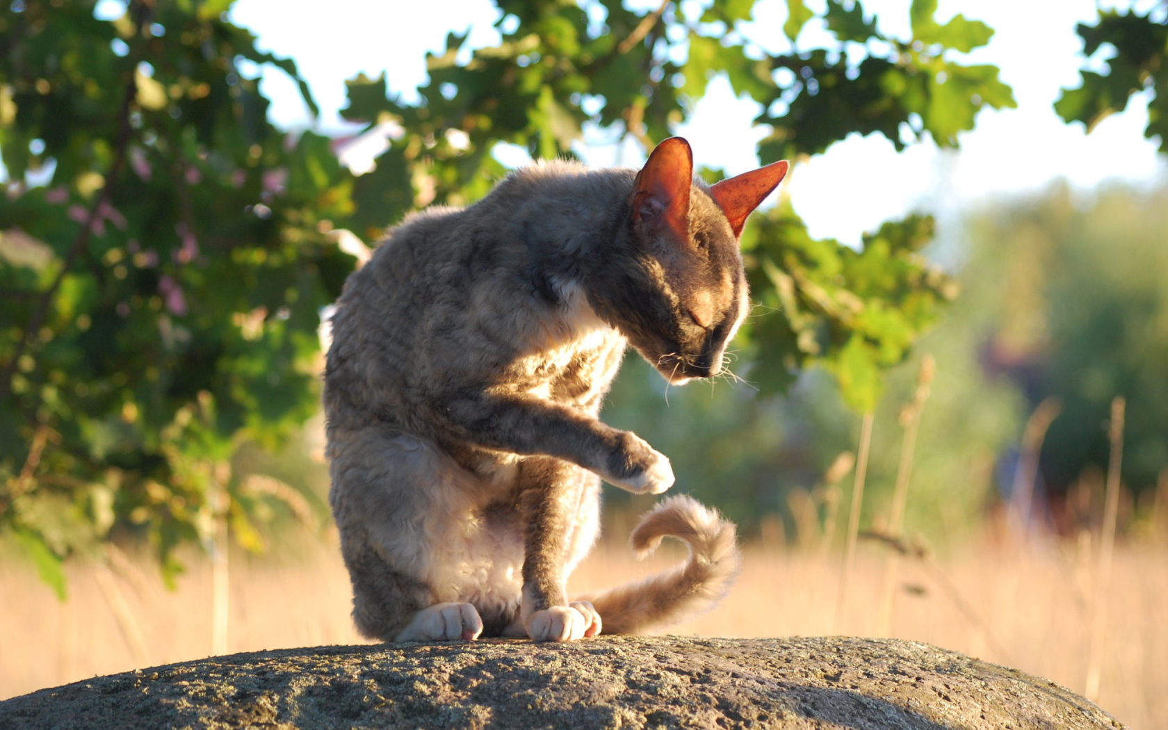 Корниш рекс умывается