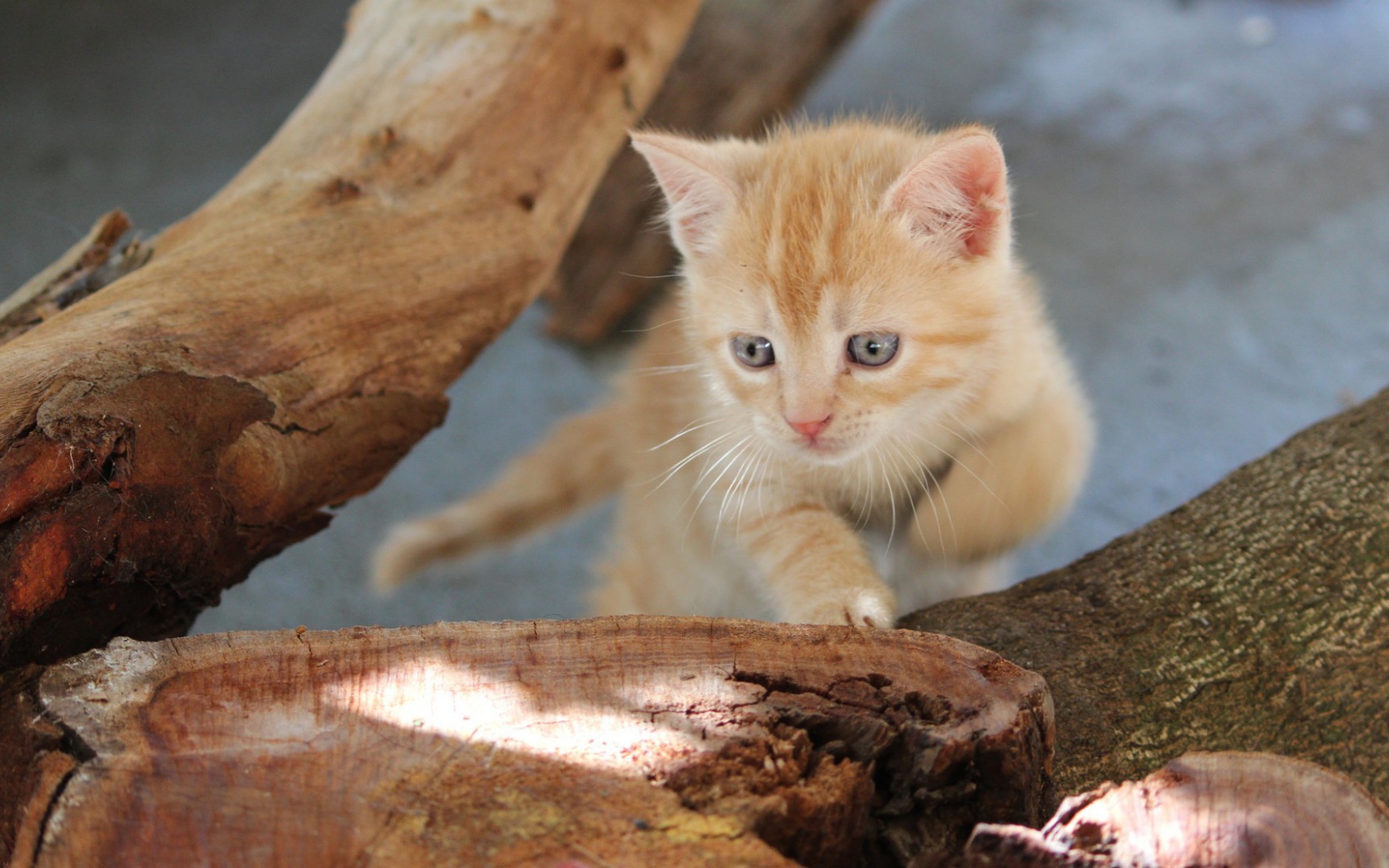 Любопытный котенок