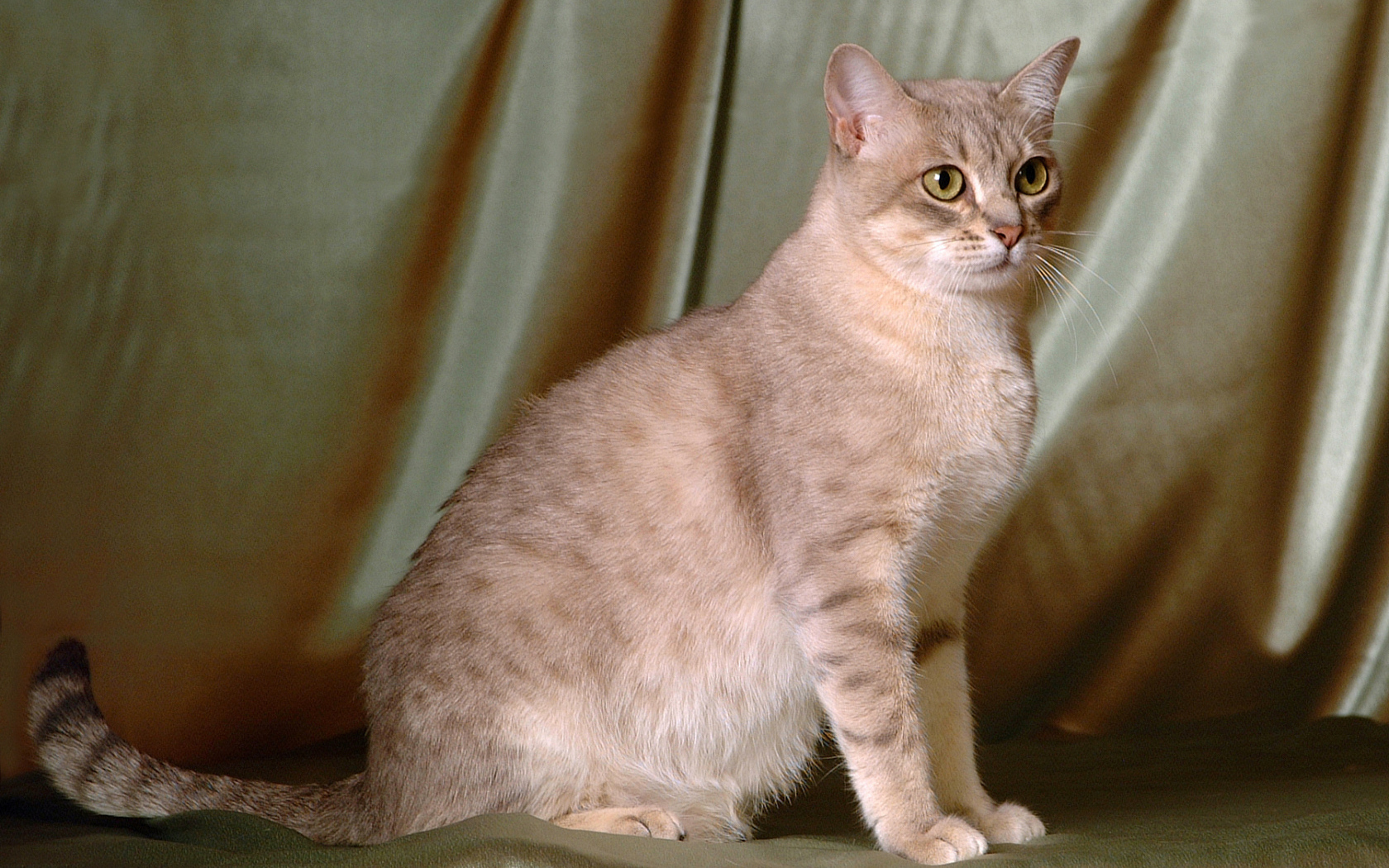 Милый австралийский мист