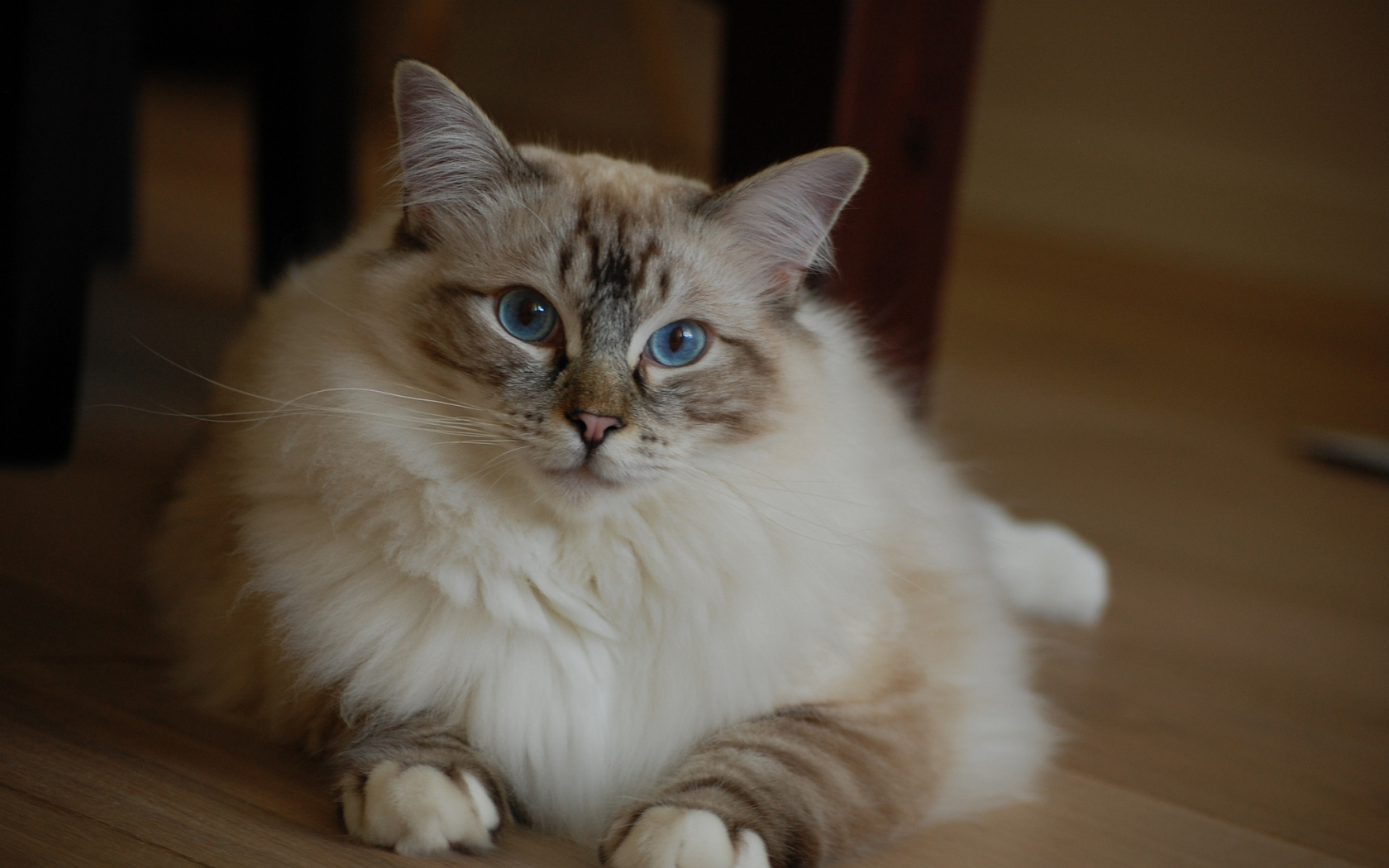 Милая кошка рэгдолл