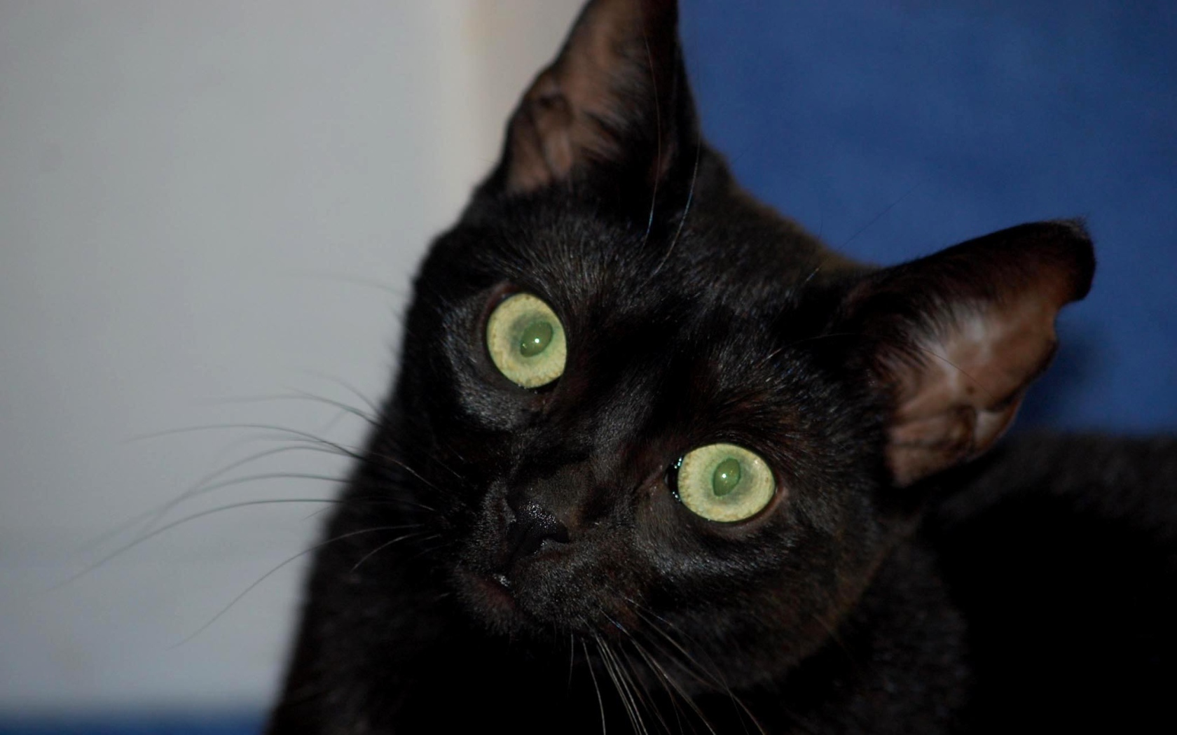 Милый котенок бомбейской кошки