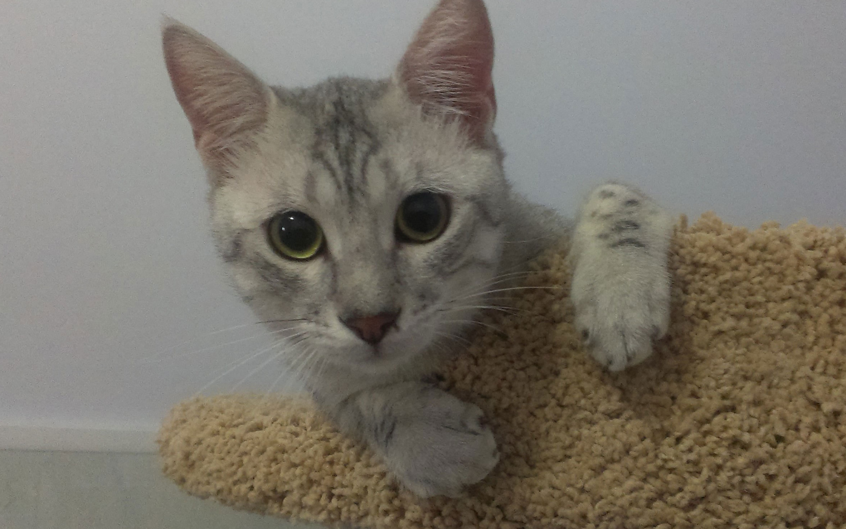 Милый котенок египетская мау