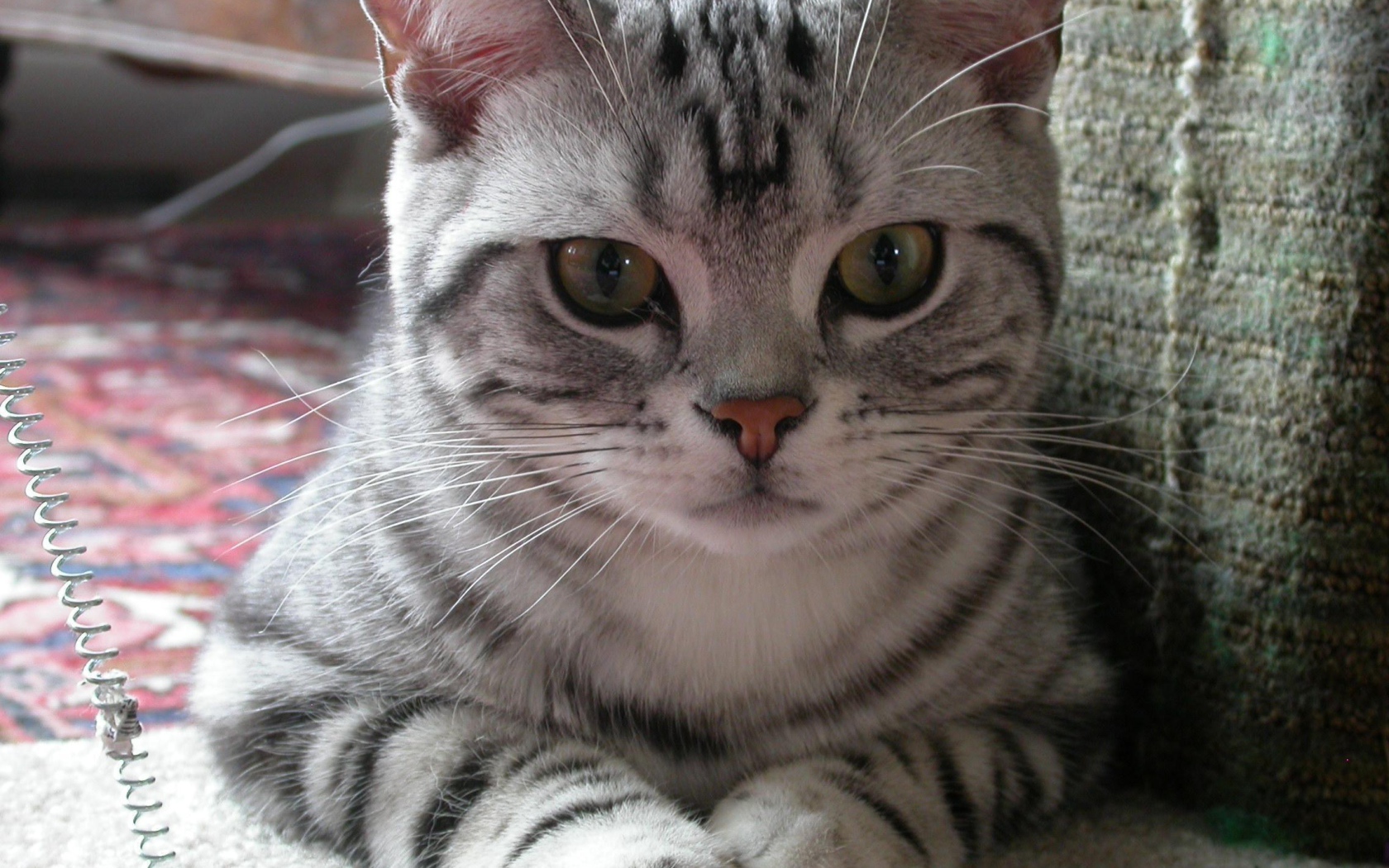 Милашка американская жесткошерстная кошка