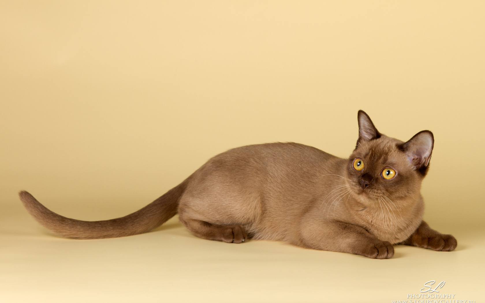 Милашка бурманская кошка