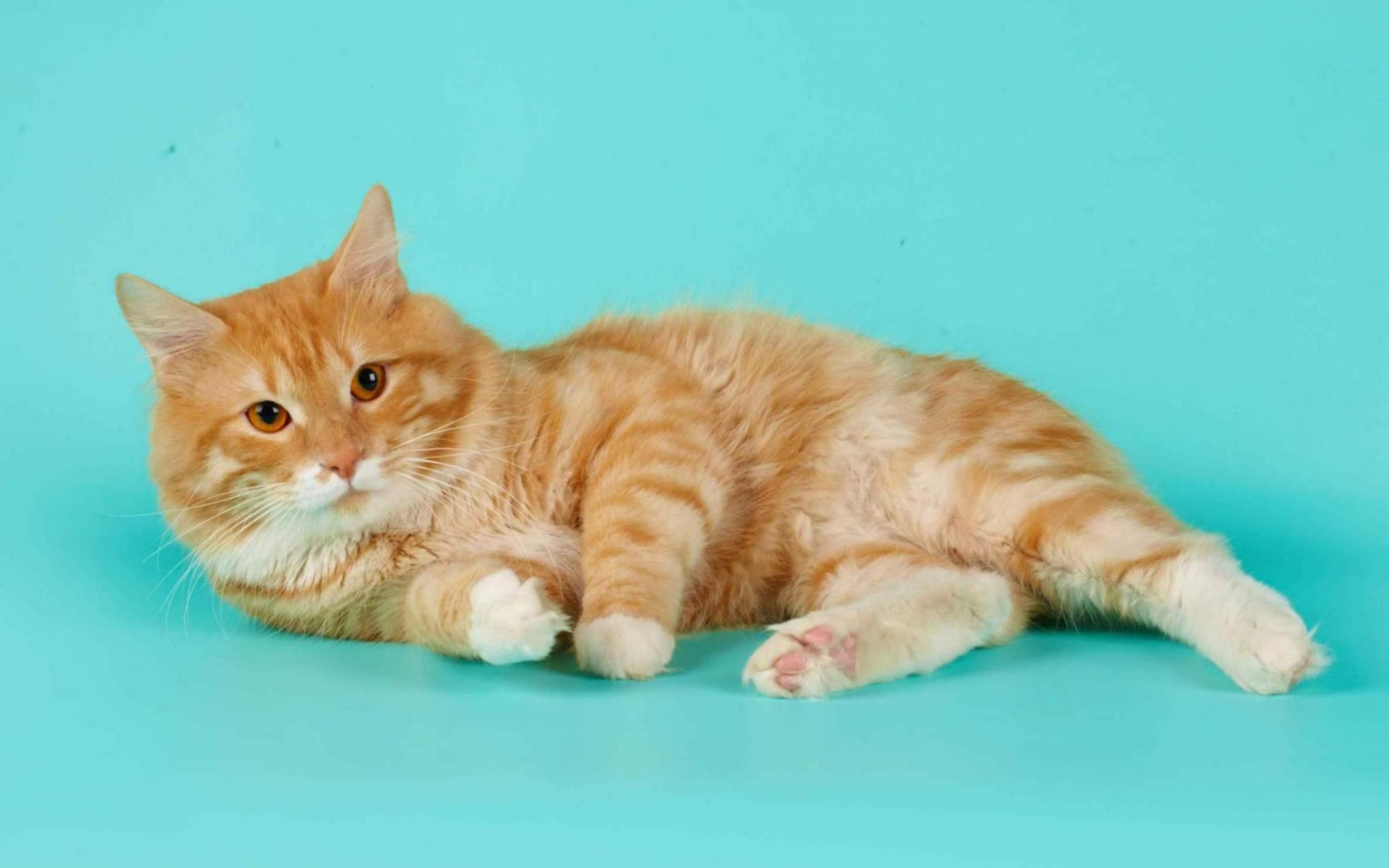 Милашка курильский бобтейл