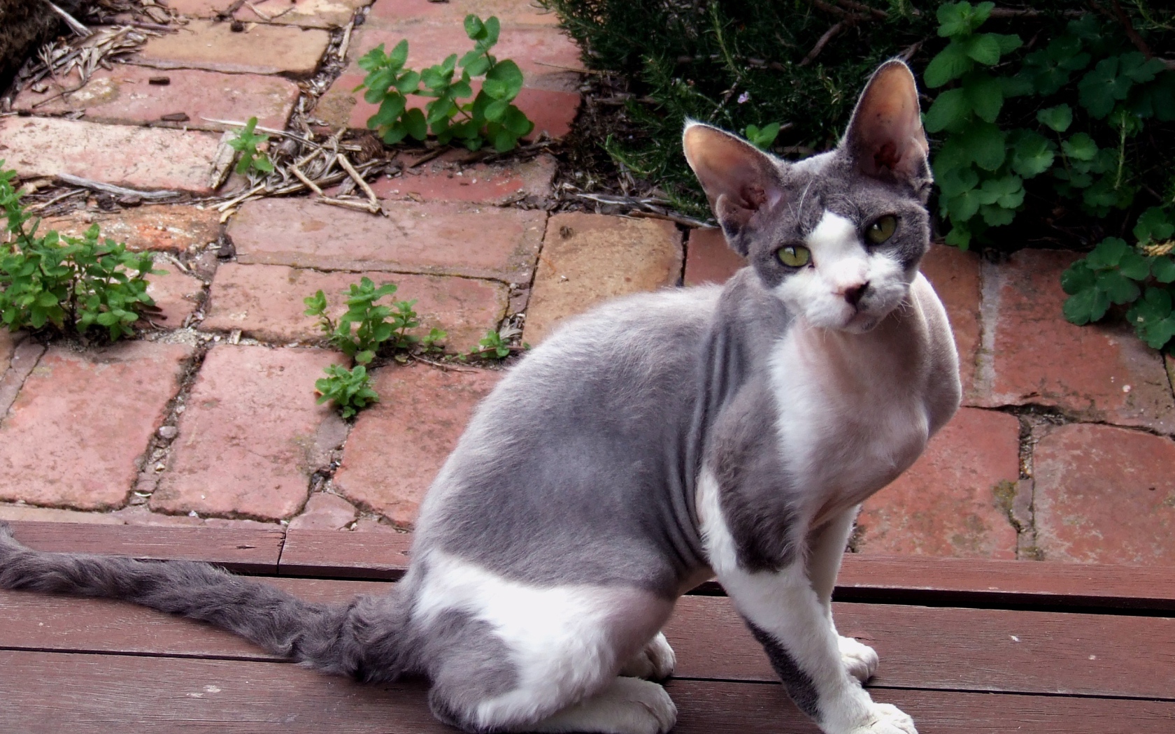 Девон рекс на улице