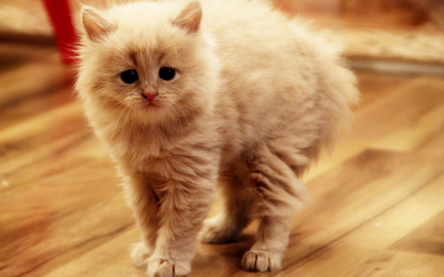 Взъерошенный котенок