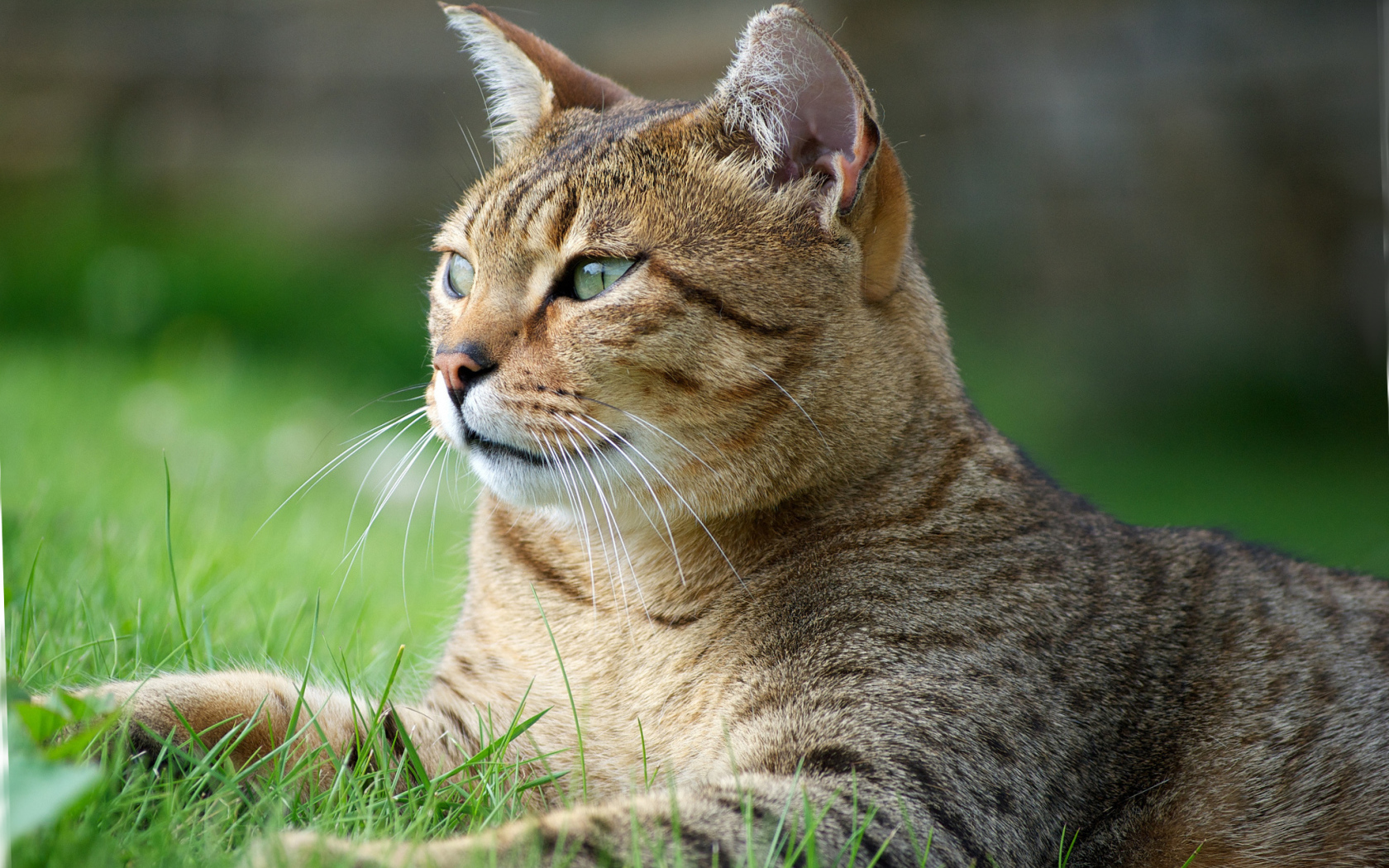 Кот египетская мау на траве