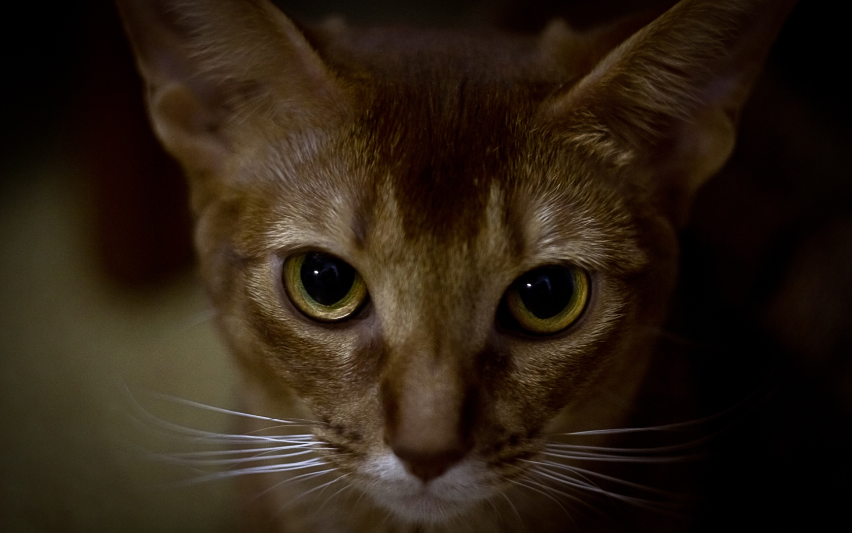 Глаза абиссинской кошки