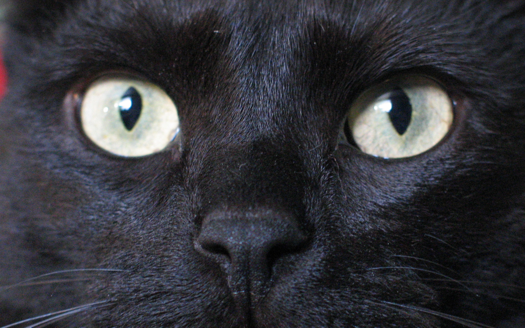 Глаза бомбейской кошки