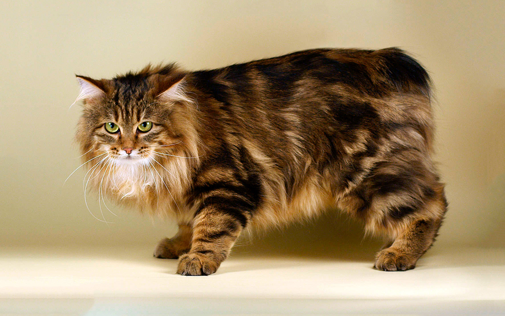 Пушистый курильский бобтейл