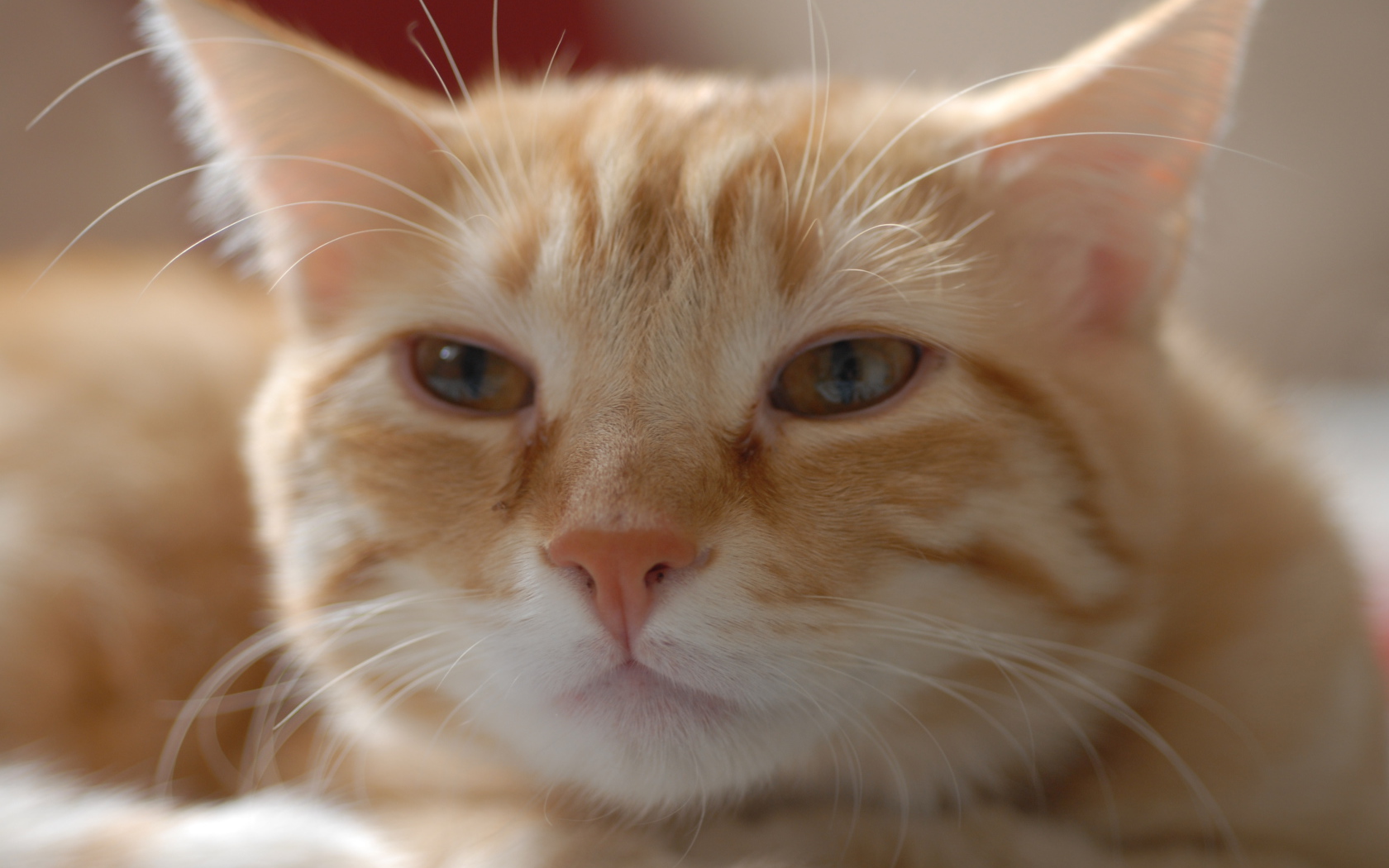 Пушистая рыжая европейская короткошерстная кошка