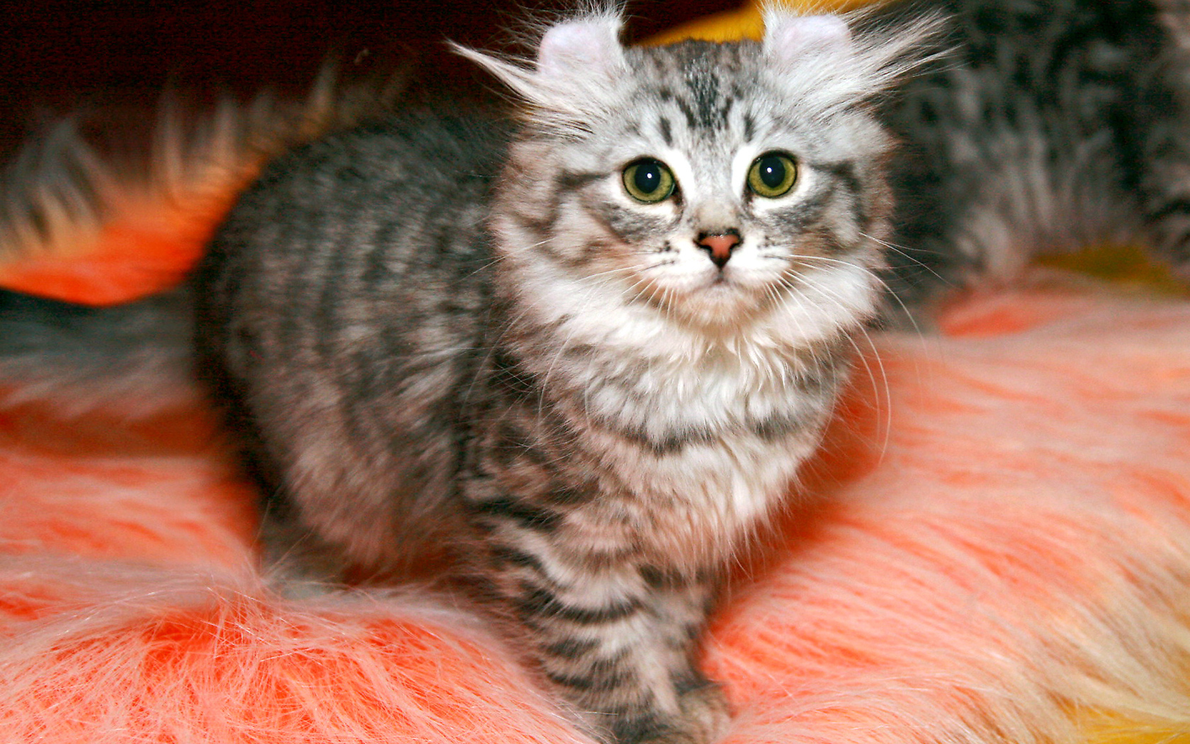 Пушистый котенок американский керл