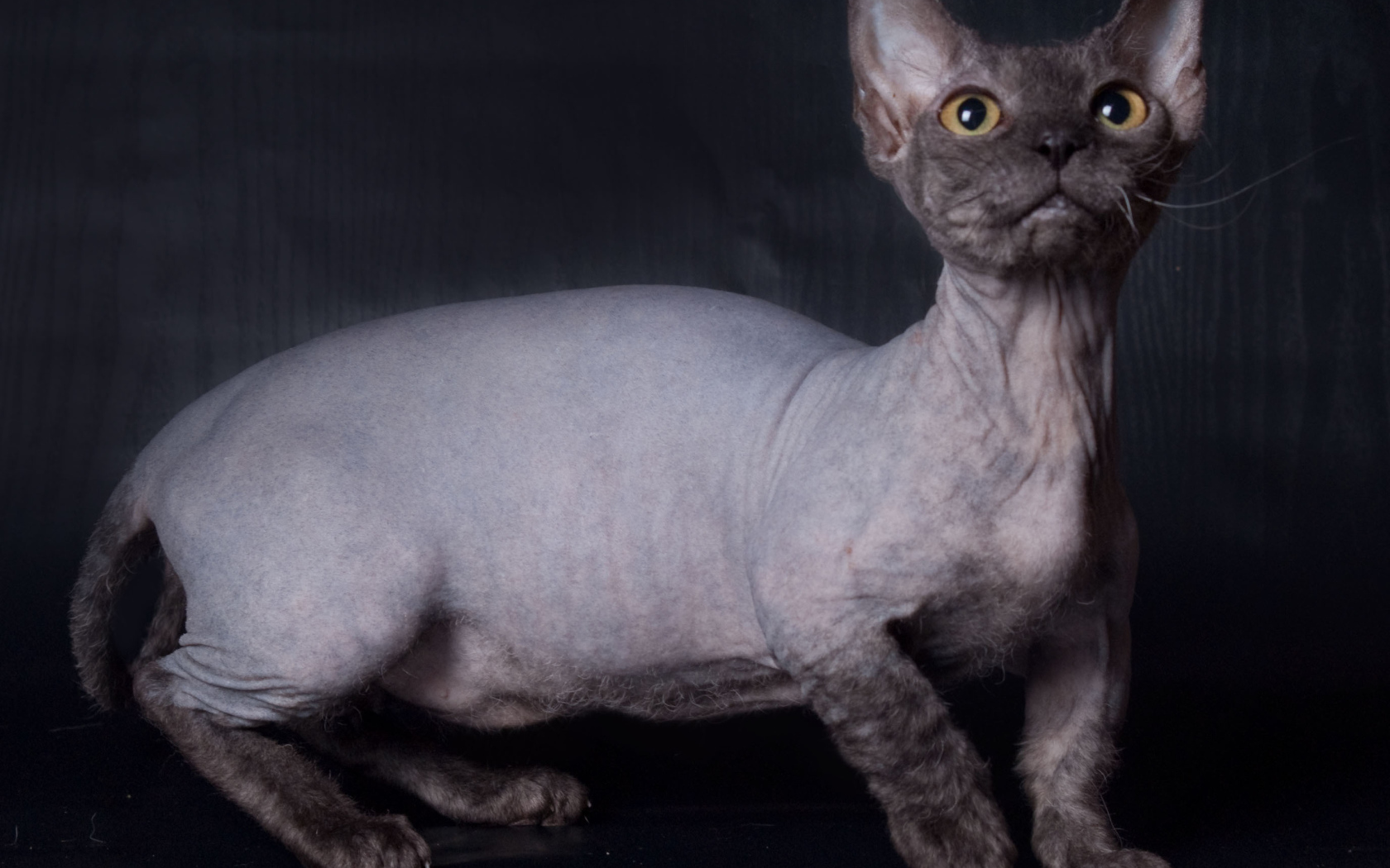 Забавный кот минскин