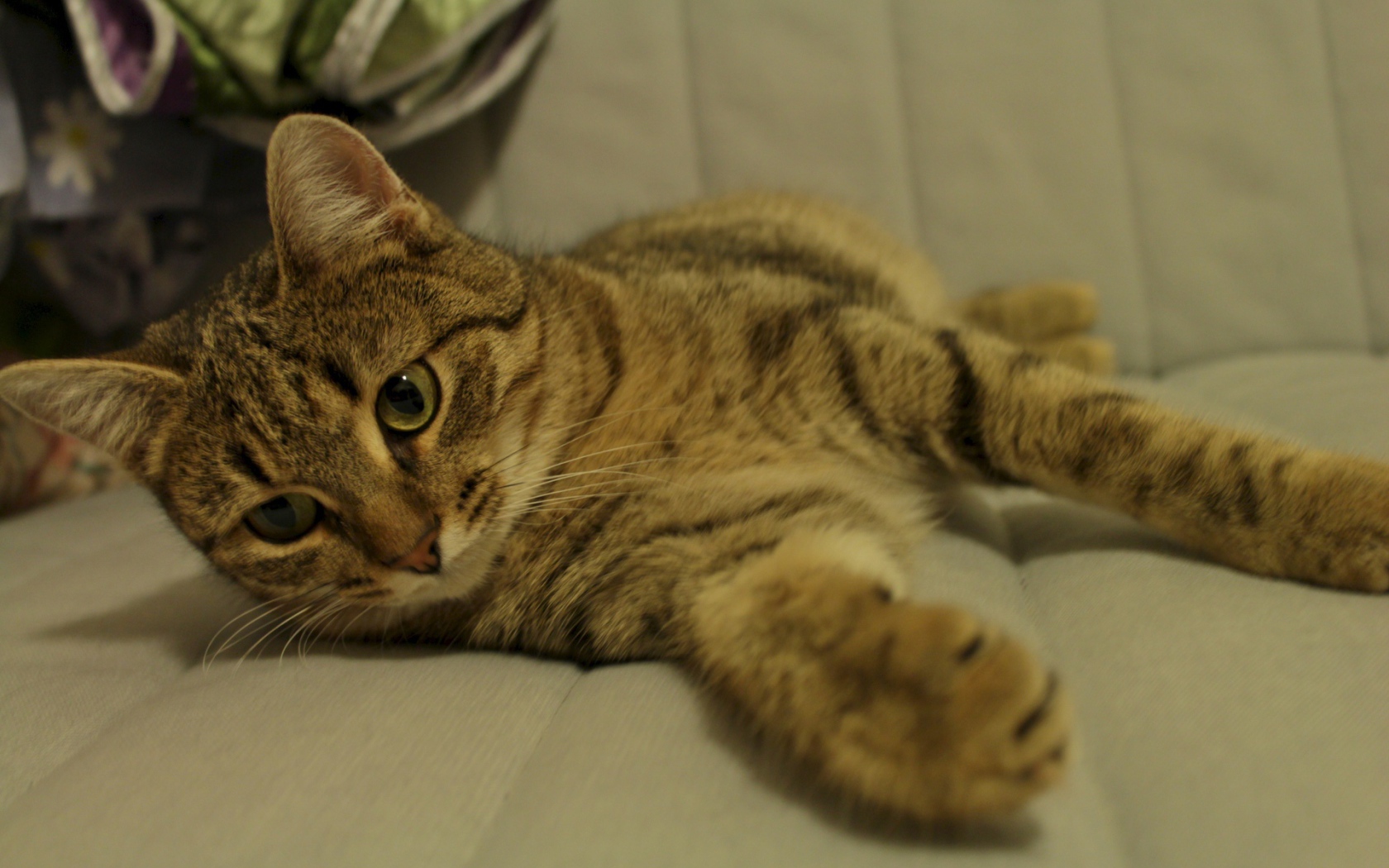 Рыжая европейская короткошерстная кошка