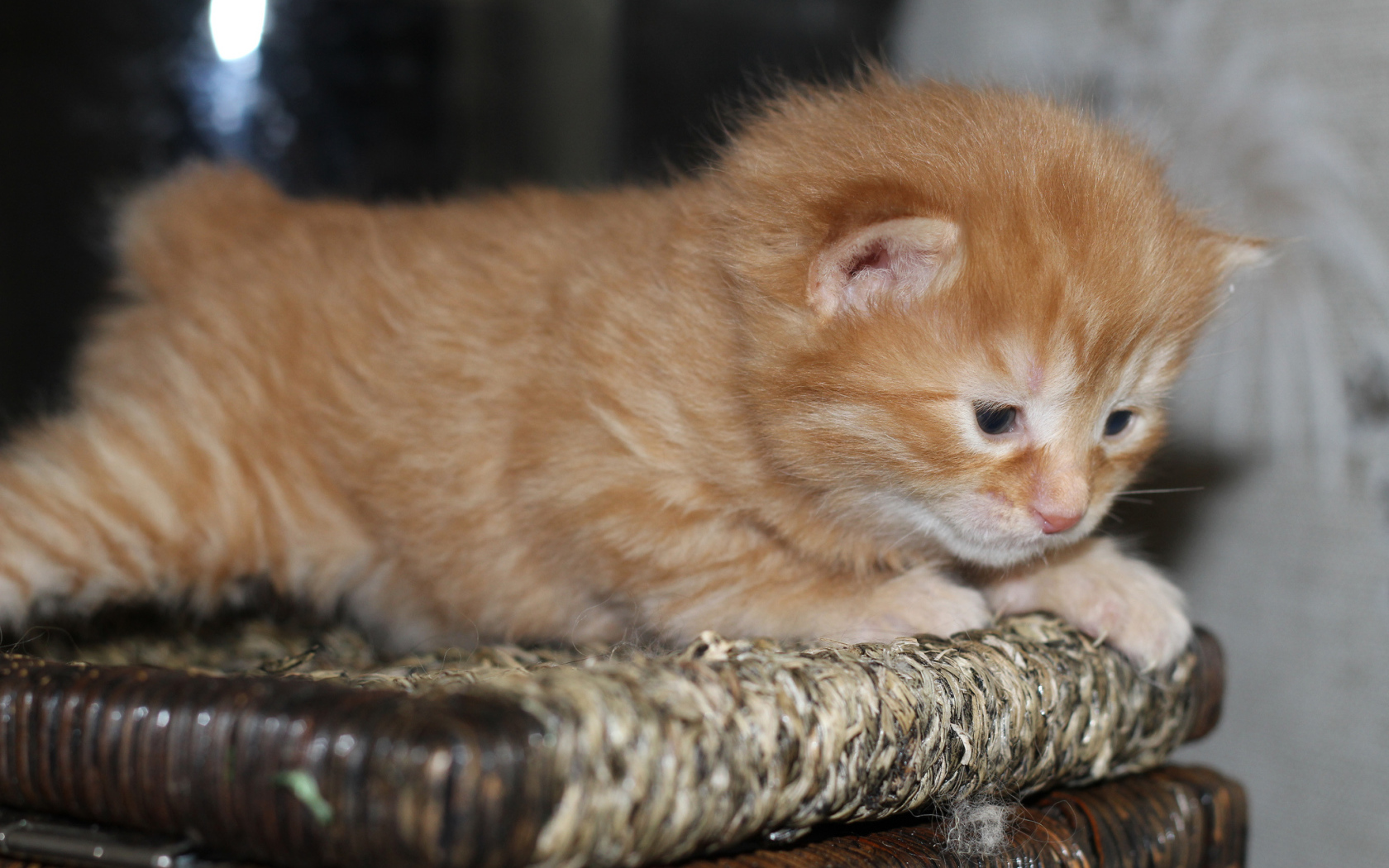 Рыжий котенок американский бобтейл