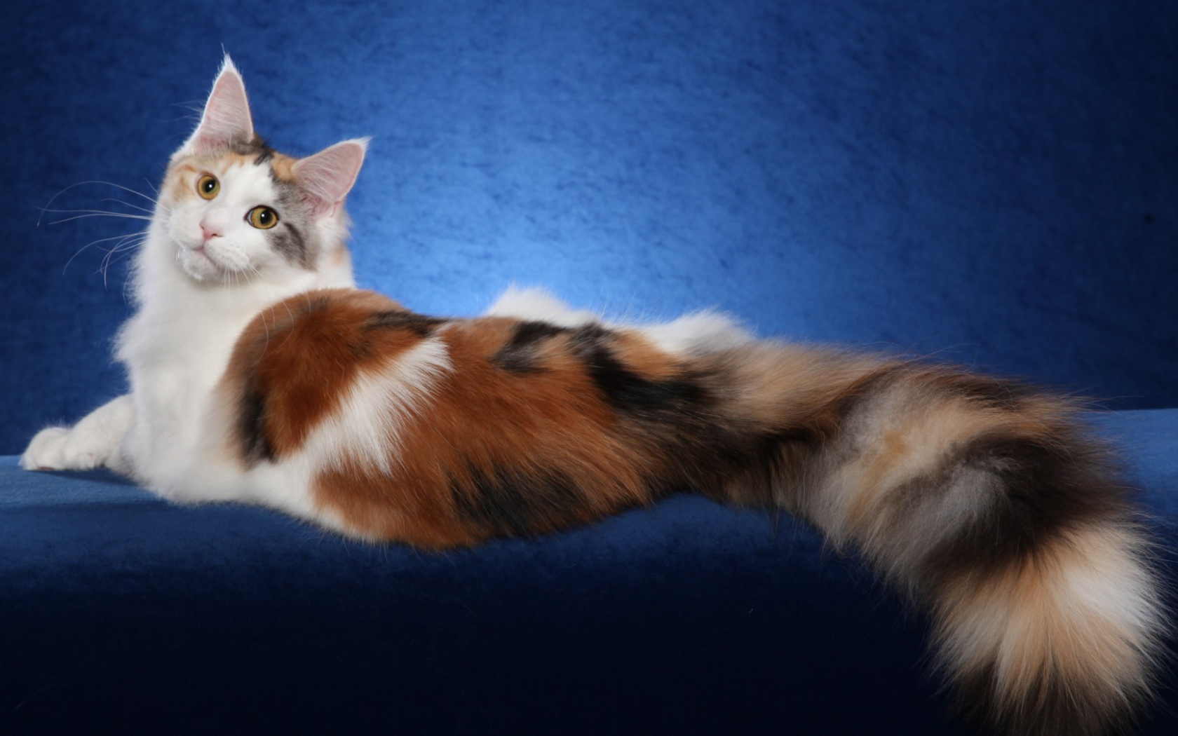 Bеликолепная кошка с роскошным хвостом