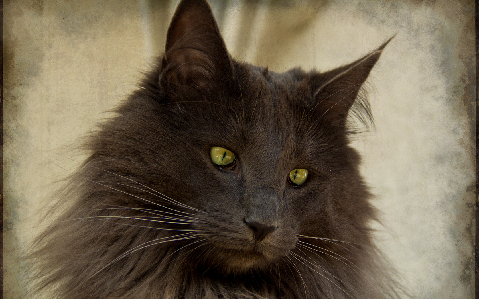 Зеленоглазая норвежская лесная кошка