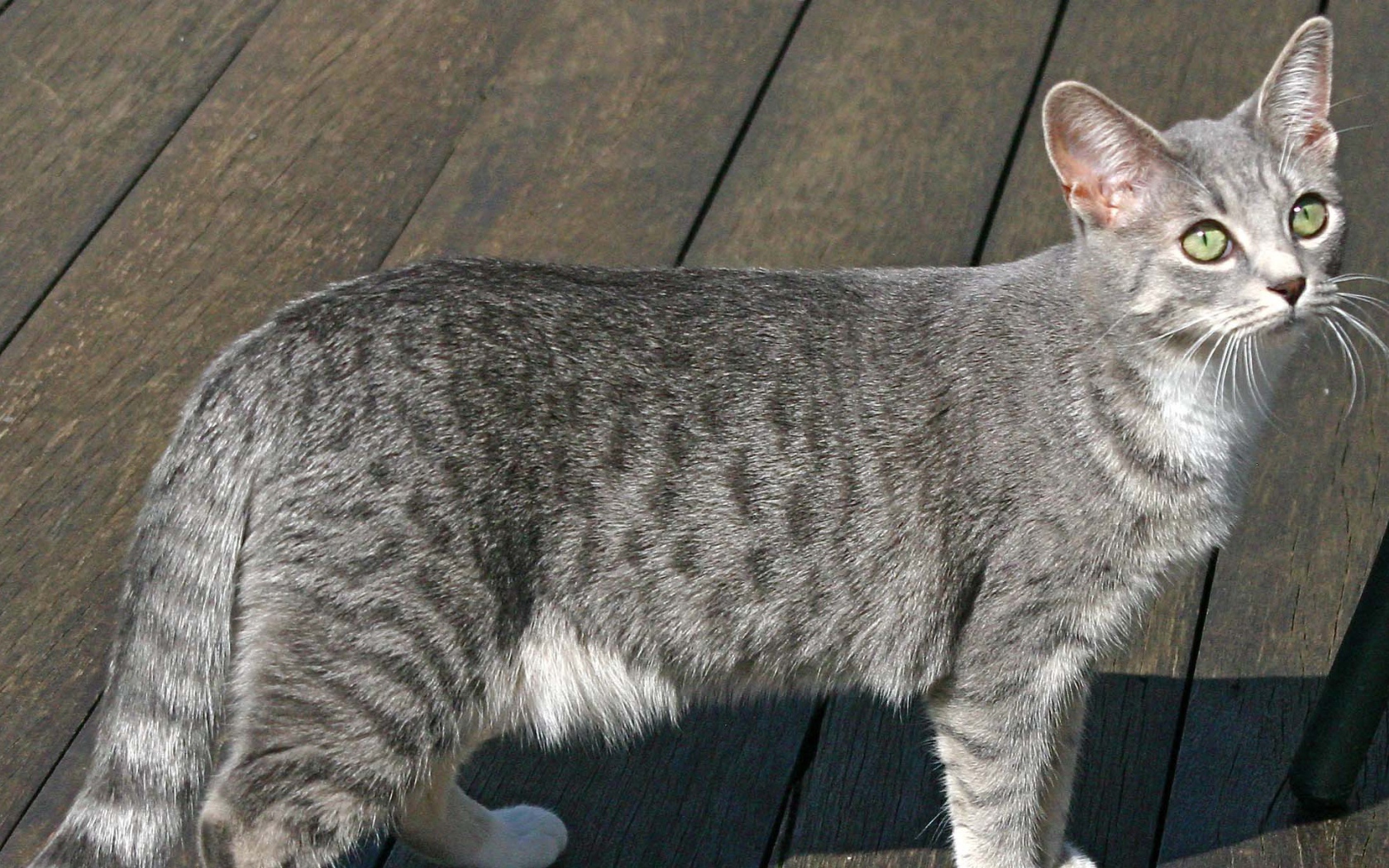 Серый аравийский мау