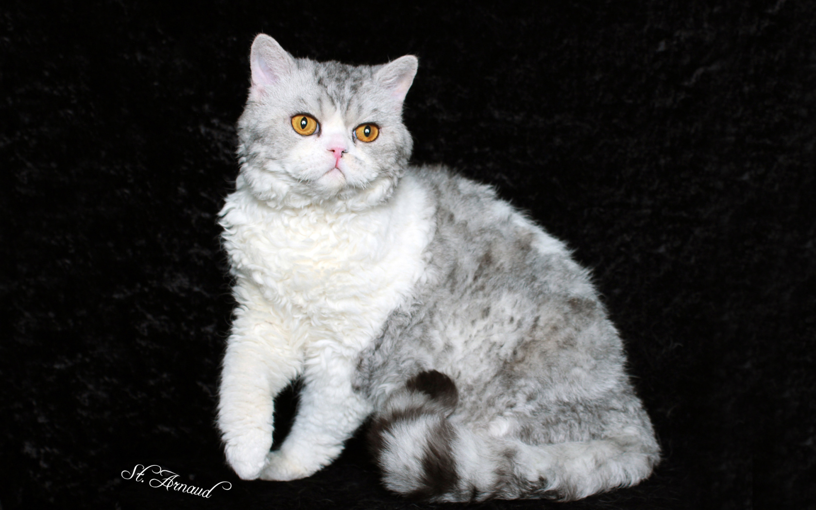 Серый селкирк рекс