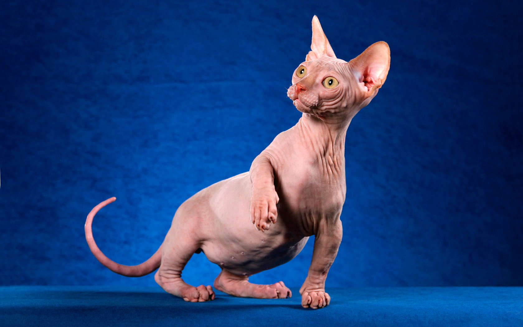 Безшерстный кот минскин