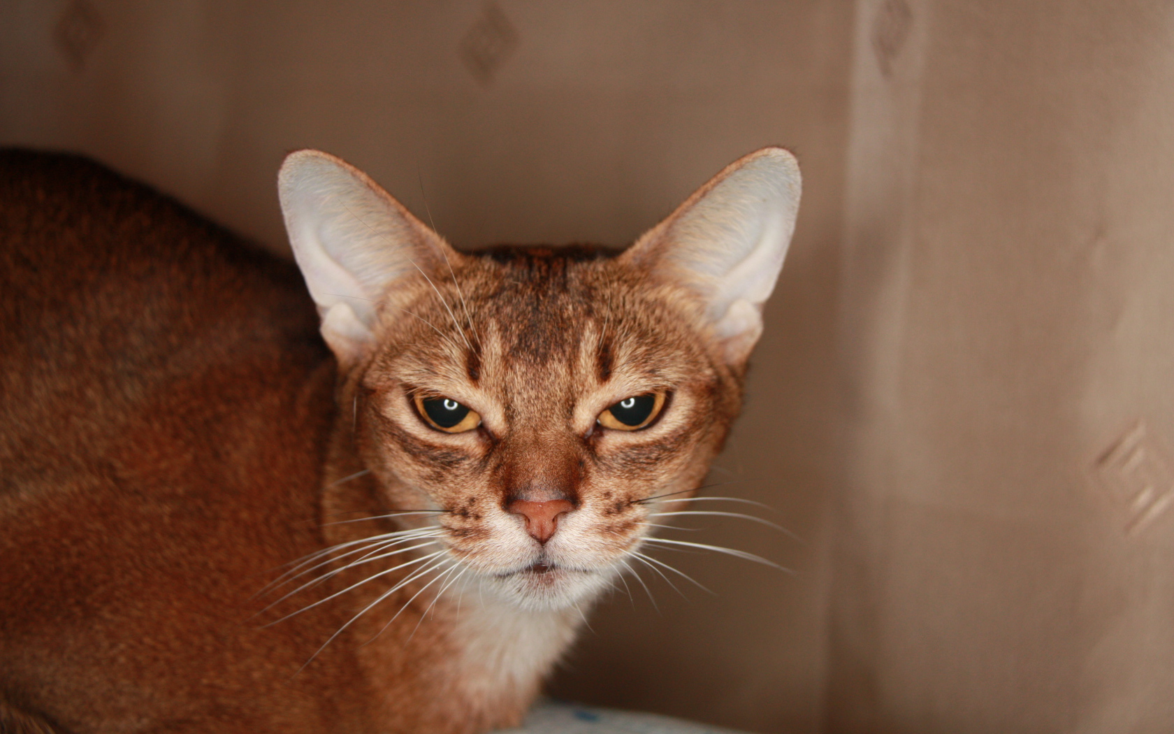 Домашняя абиссинская кошка