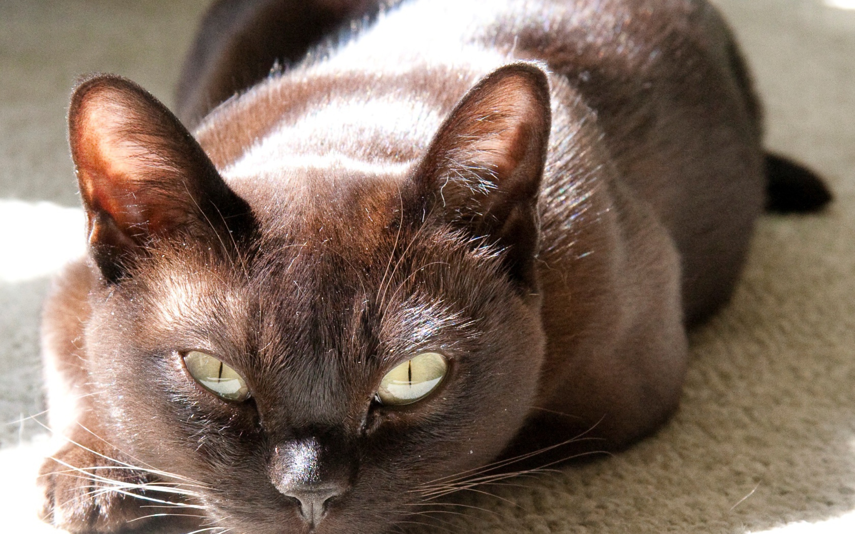 Охотник бурманская кошка