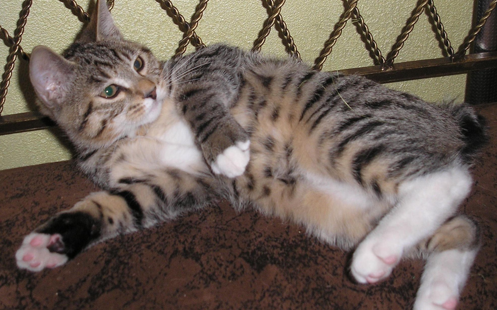 Японский бобтейл лежит