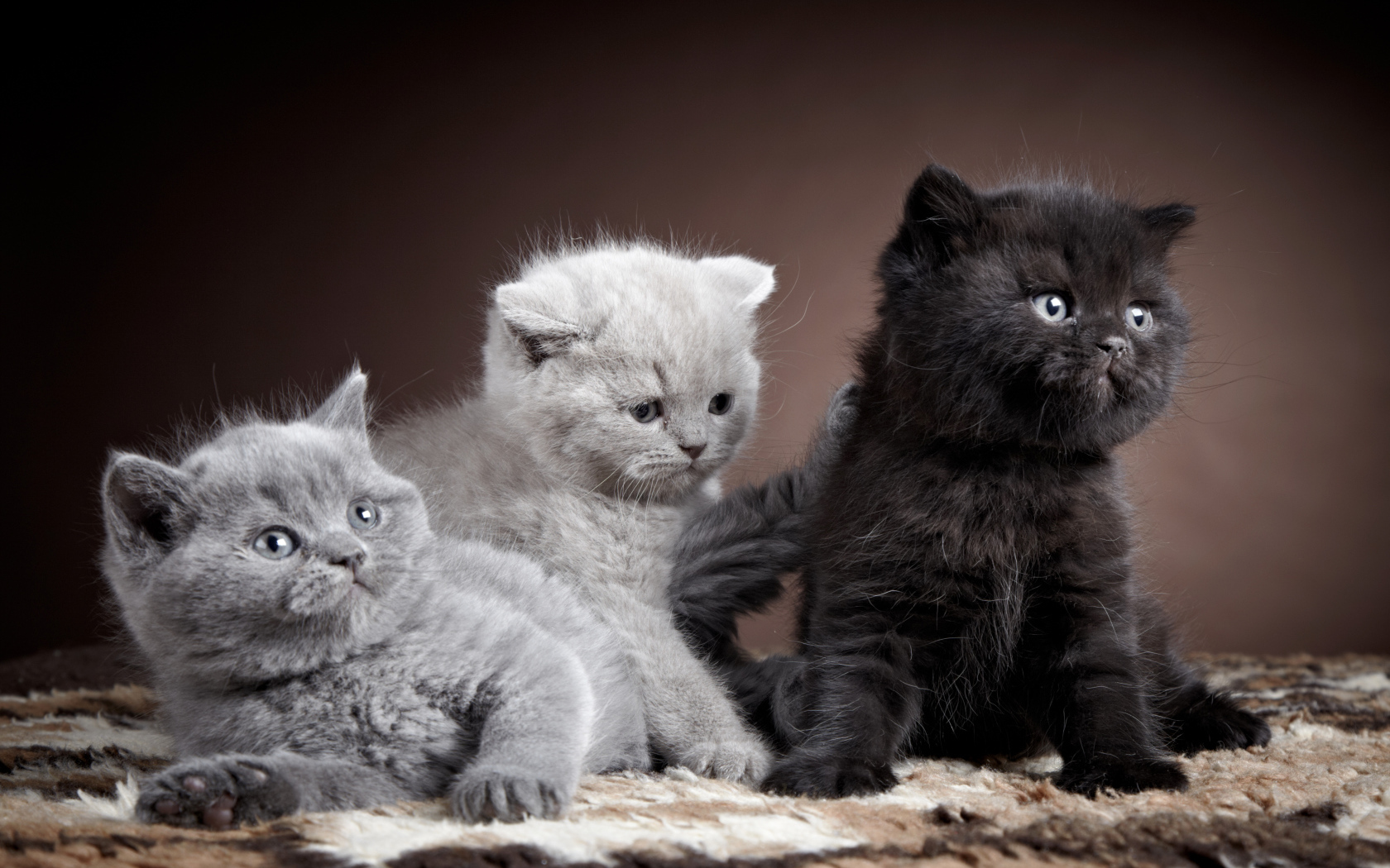 Котята породы британская короткошерстная кошка