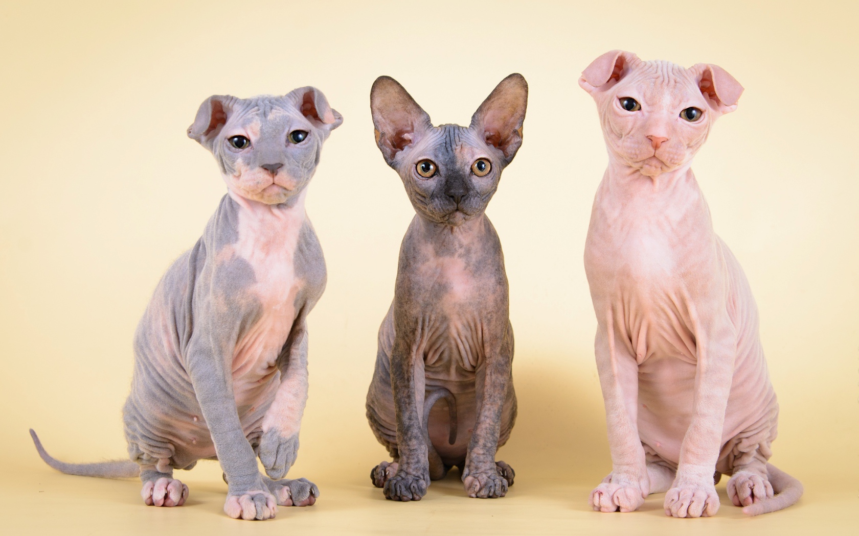 Котята украинский левкой