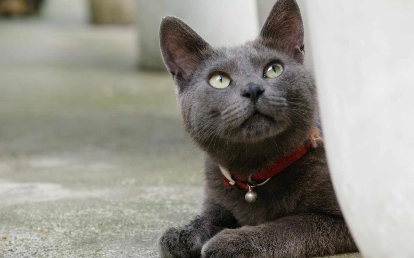 Кот корат смотрит вверх