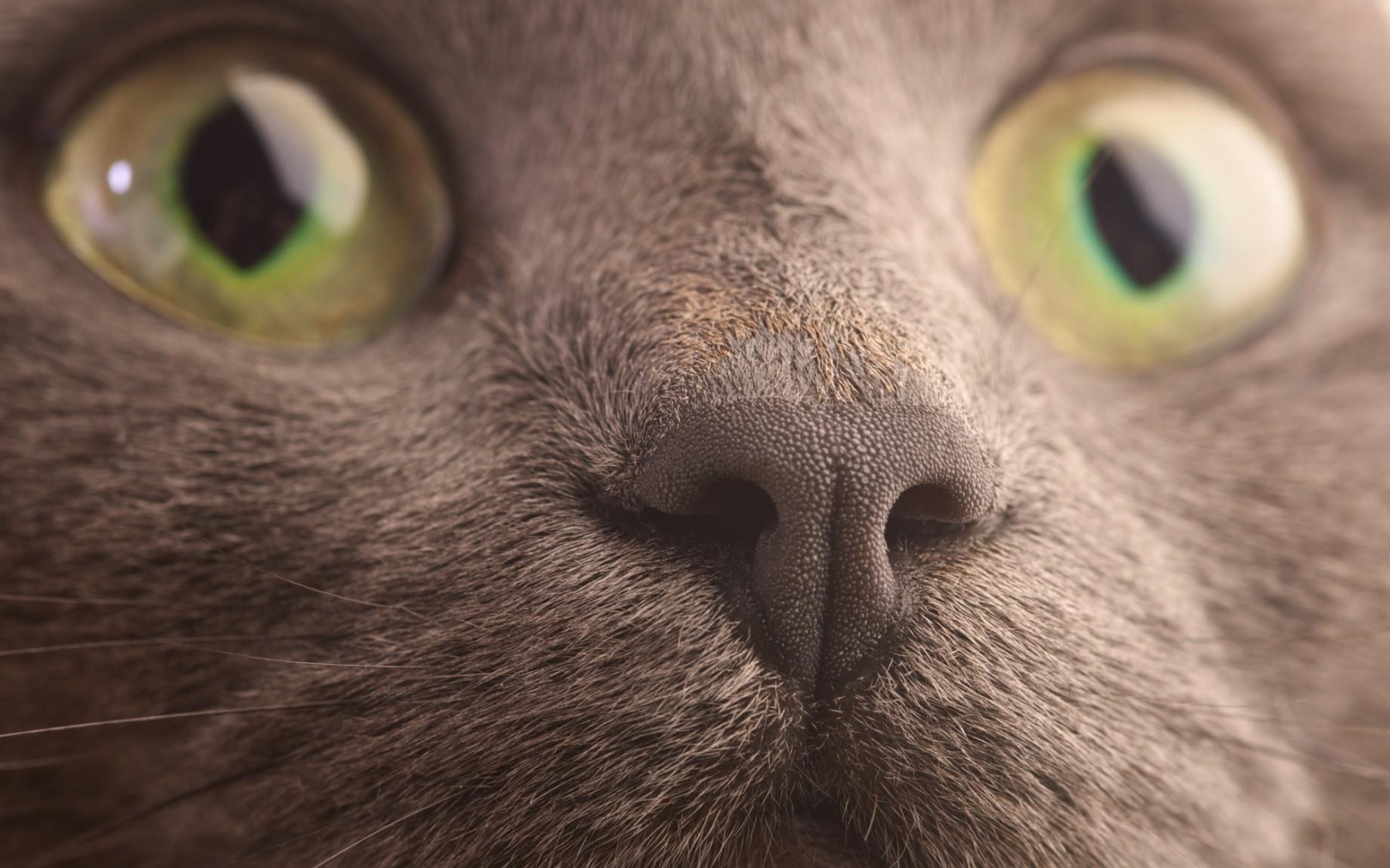 Мордочка кота корат