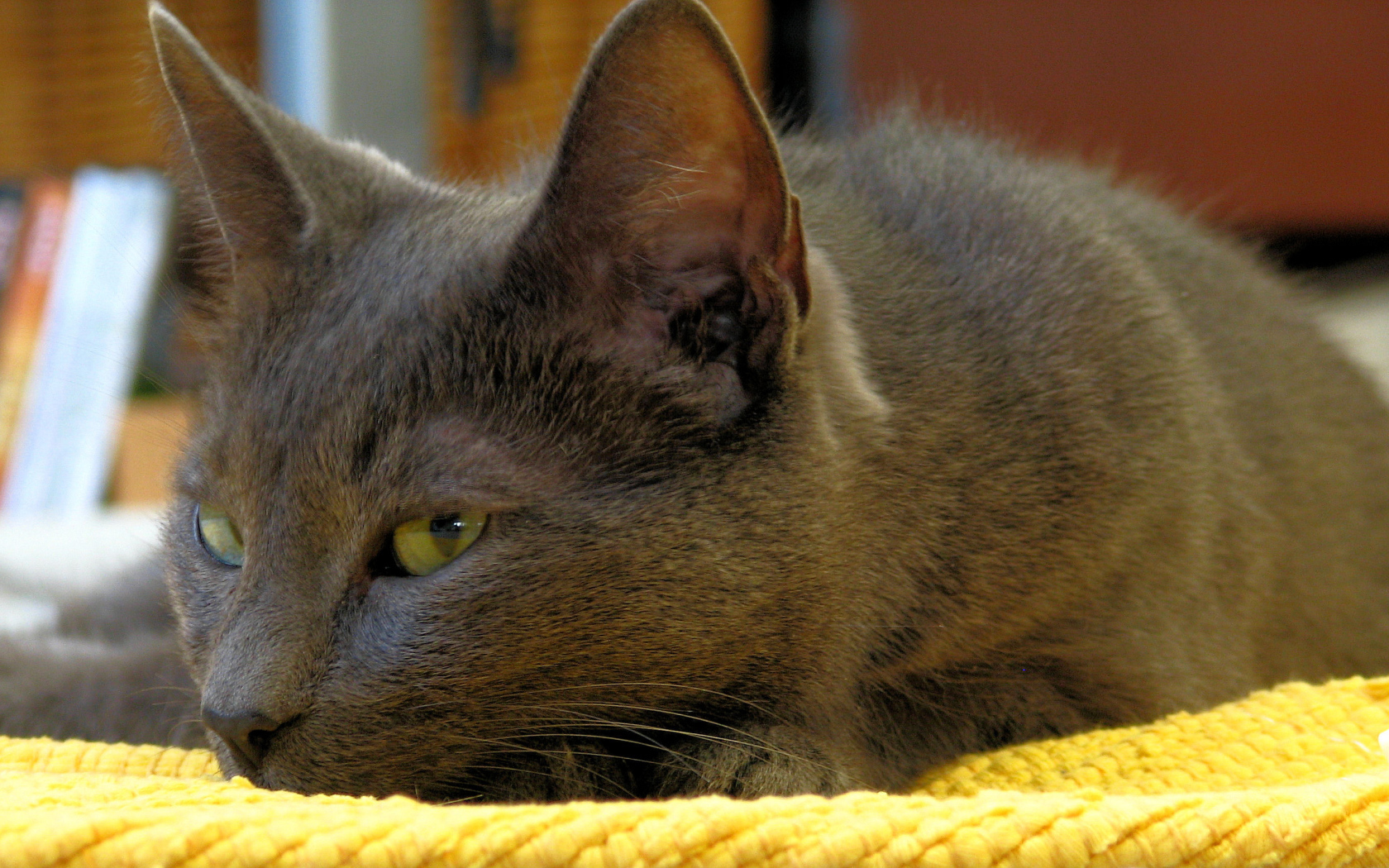 Корат лежит на коврике