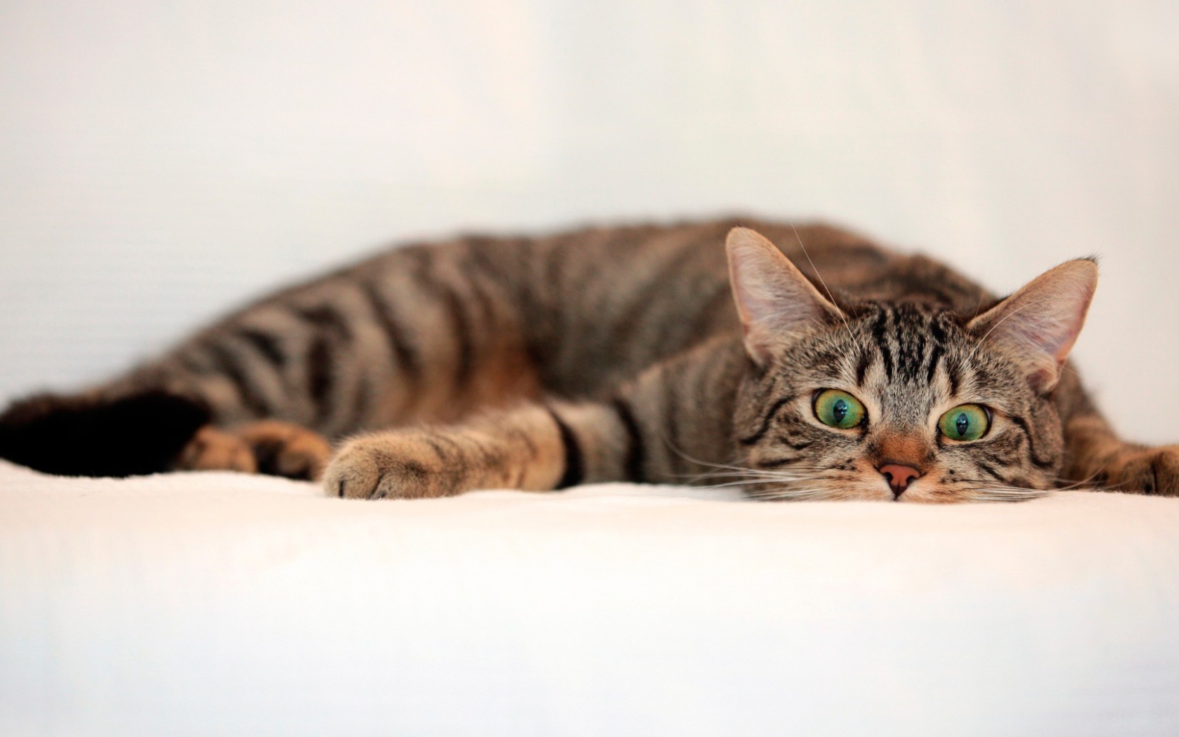 Oбезумевший кот