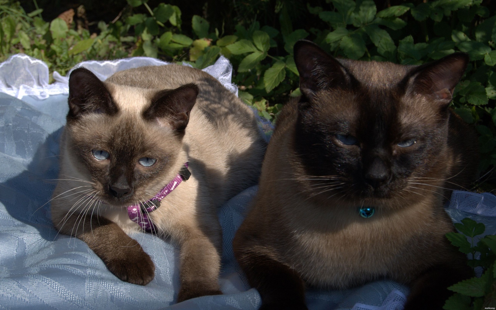 Коты породы меконгский бобтейл