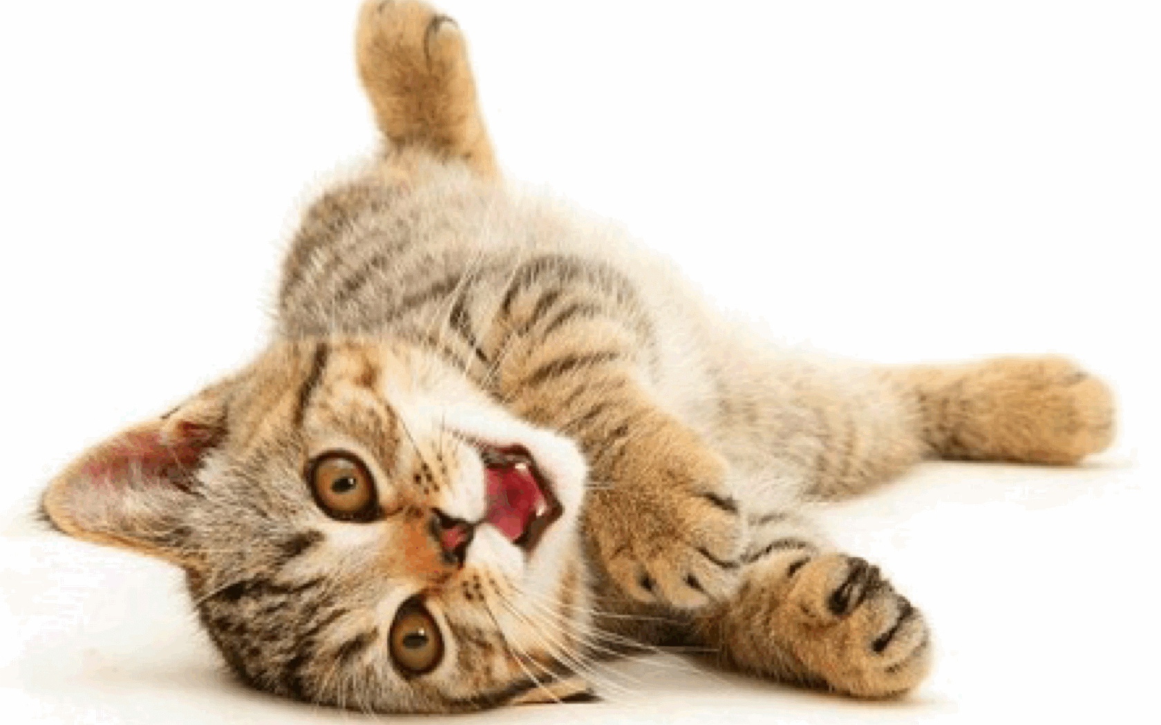 Веселая американская жесткошерстная кошка