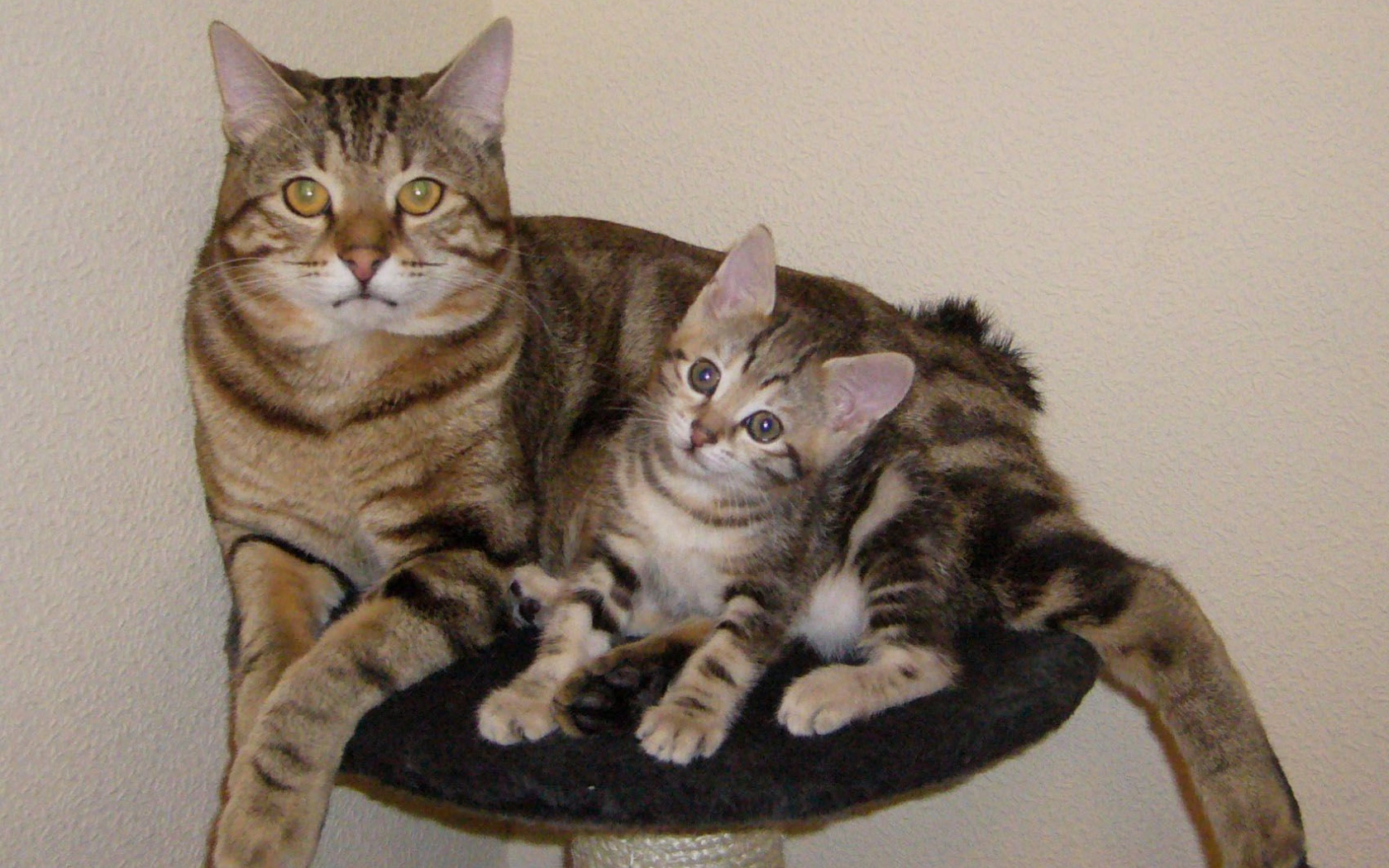 Мама курильский бобтейл с котенком