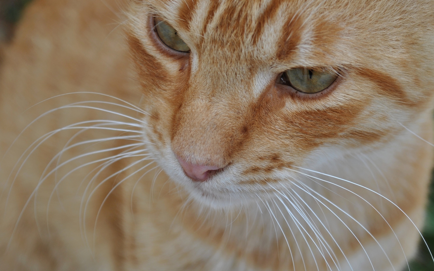 Мордочка курильского бобтейла