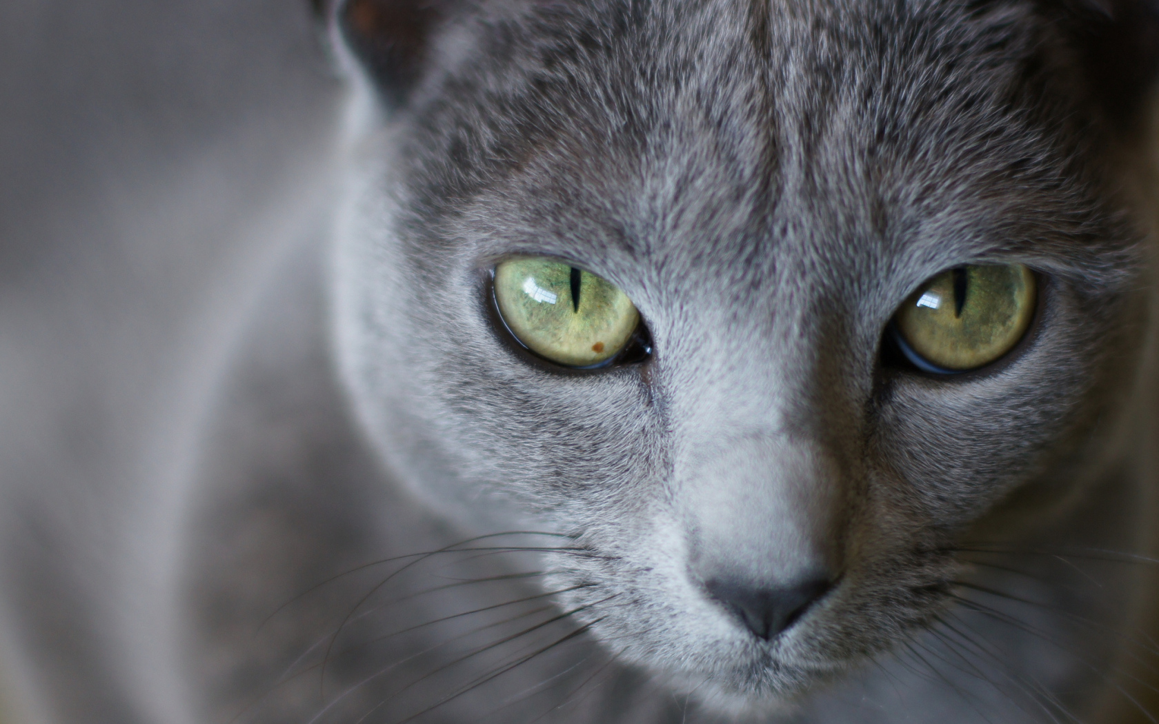 Мордочка русской голубой кошки