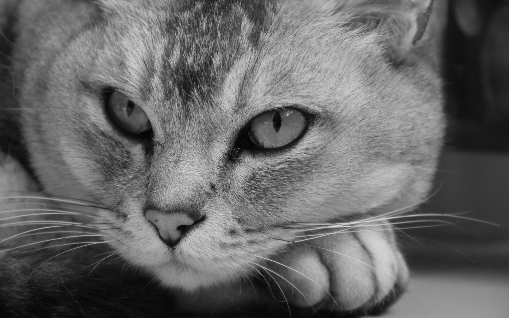 Морда кота бурмилла