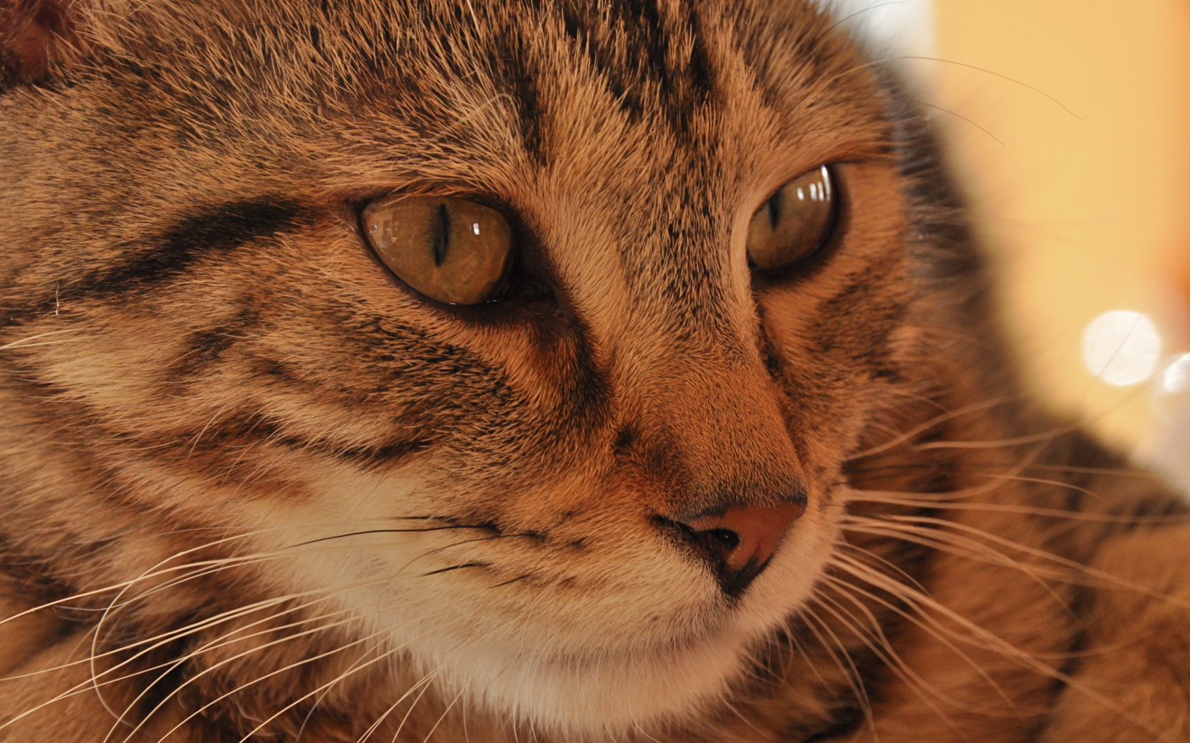 Морда кота пиксибоб