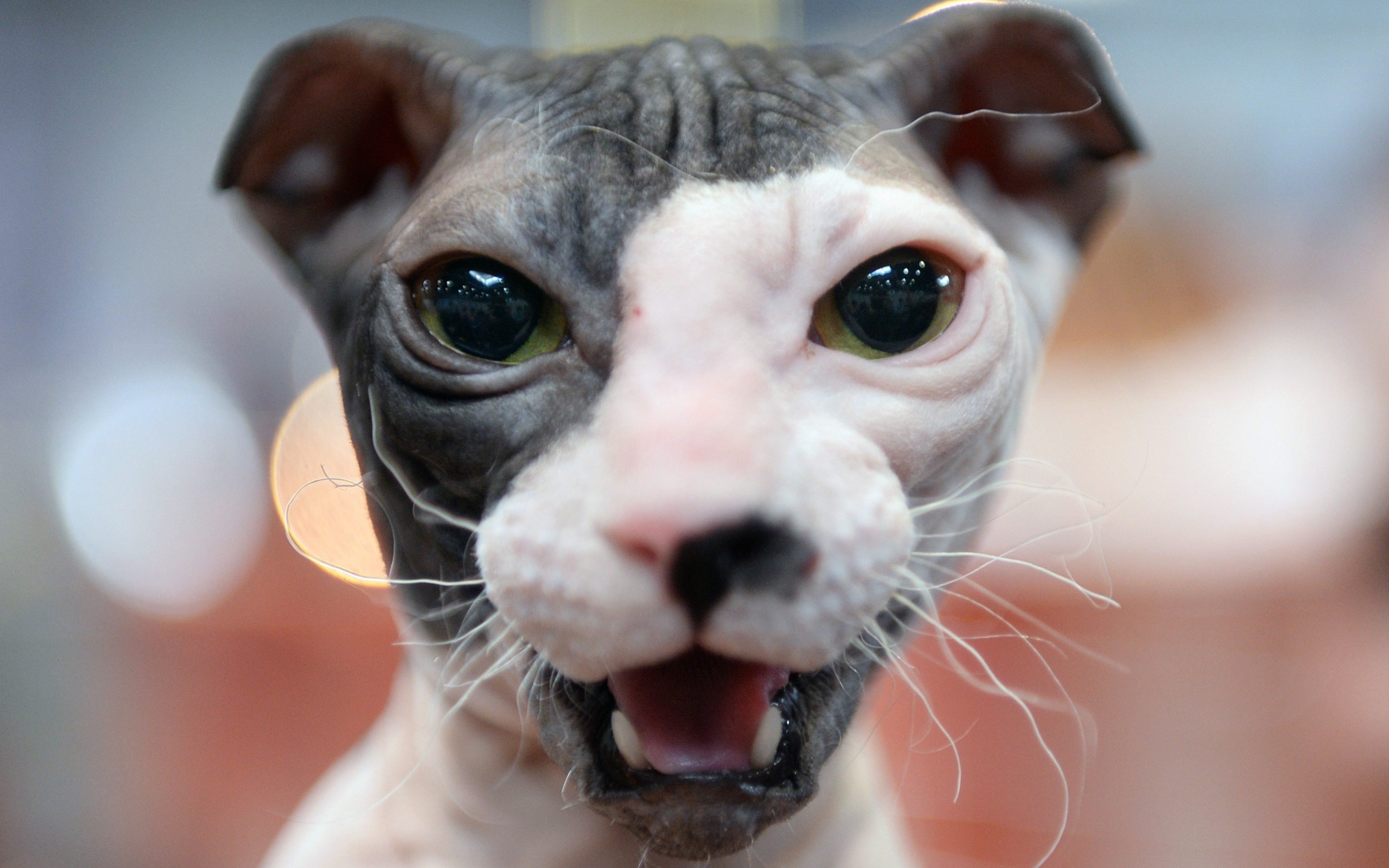 Морда кота украинский левкой