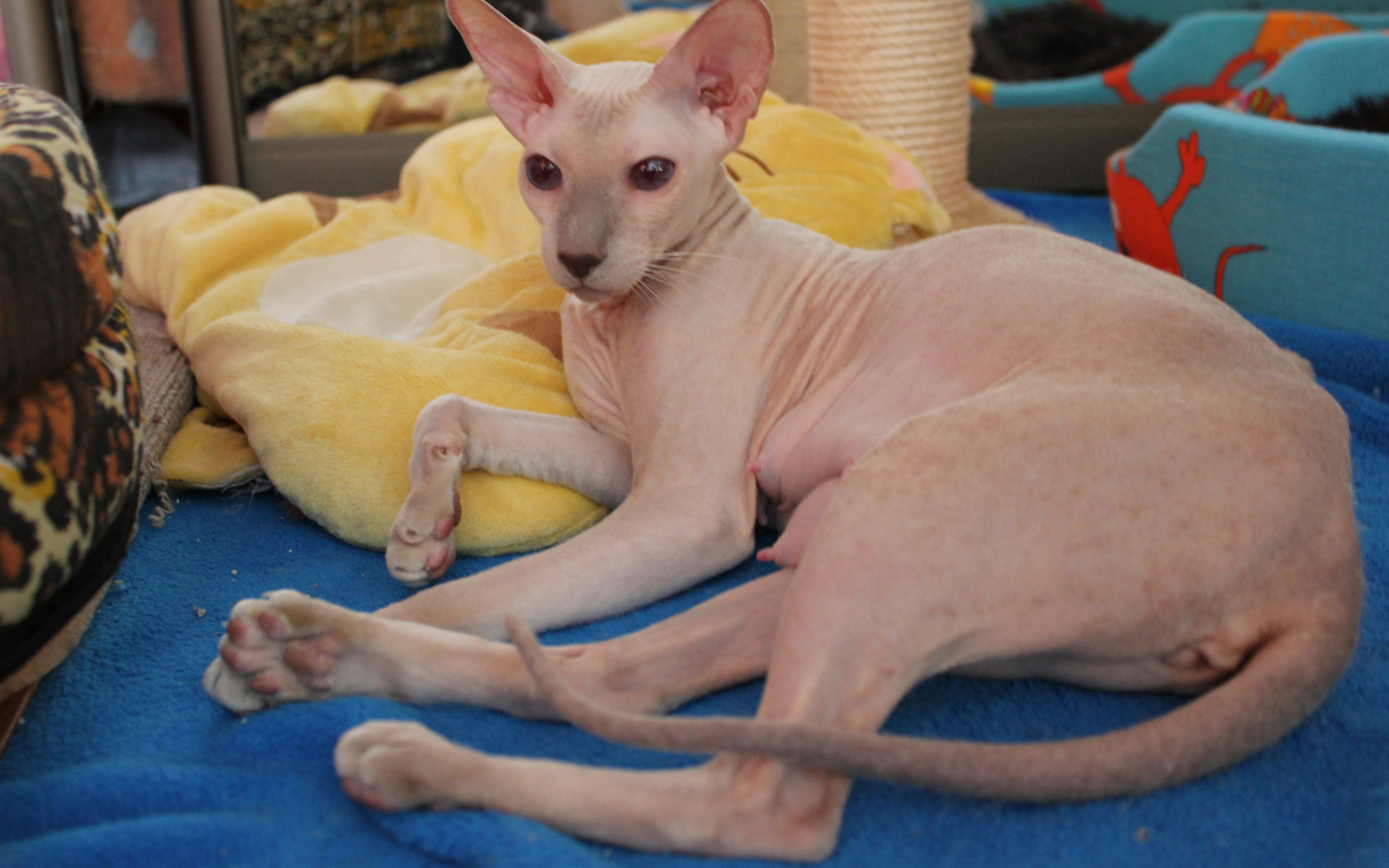 Благородная порода петерболд