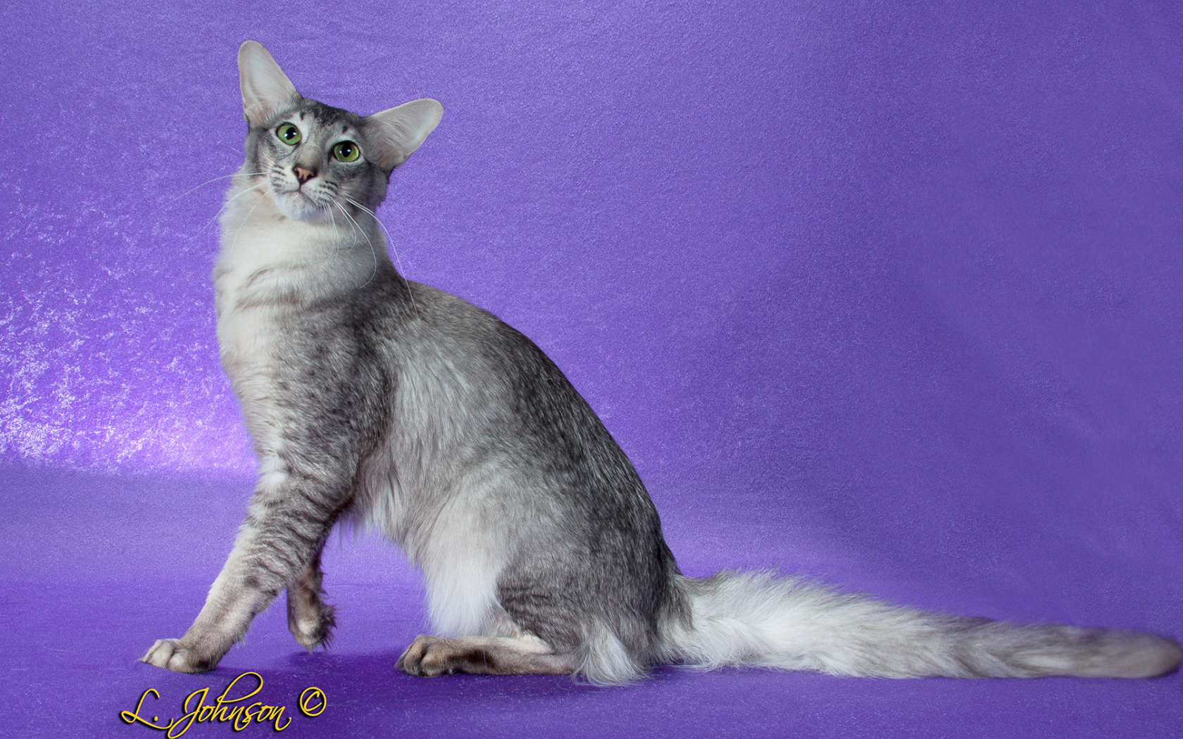 Ориентальная длинношерстная кошка позирует