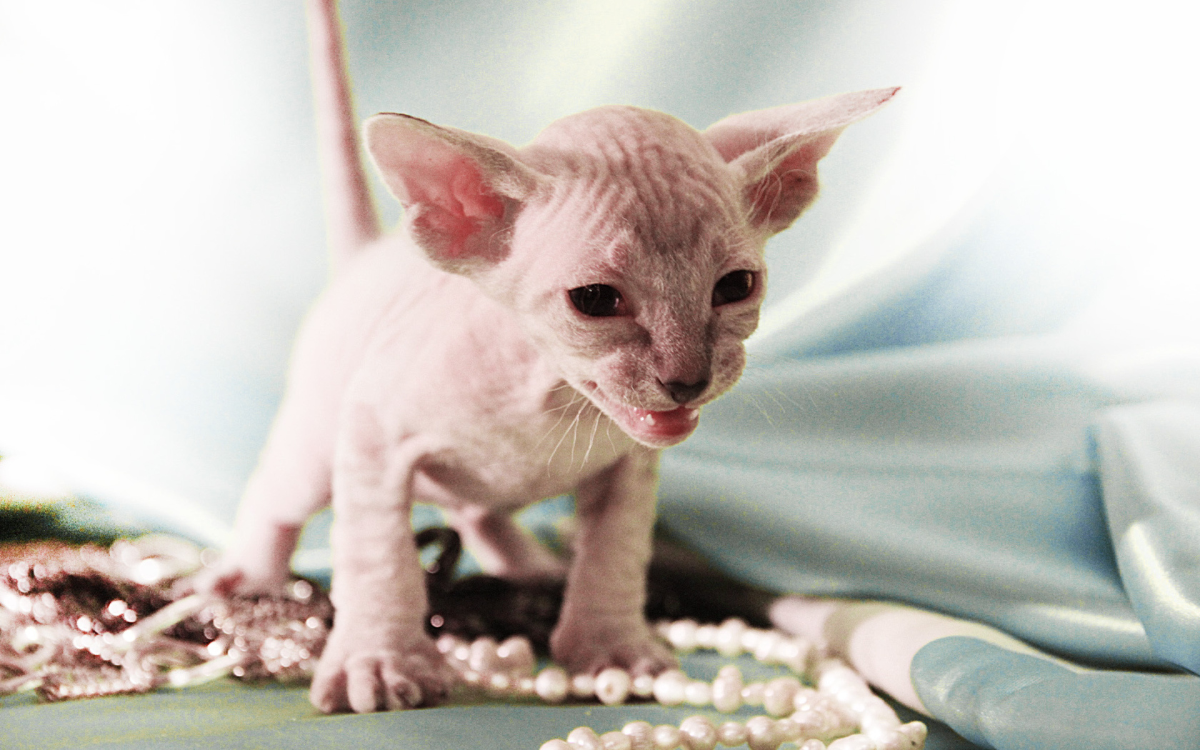 Котенок породы петерболд