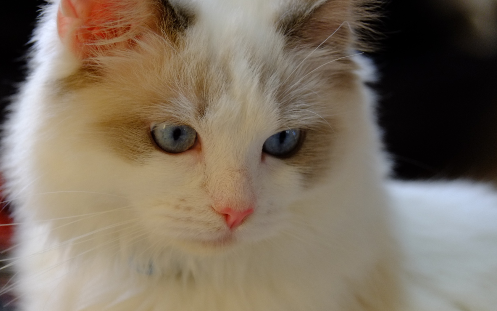 Розовый нос у кошки рэгдолл