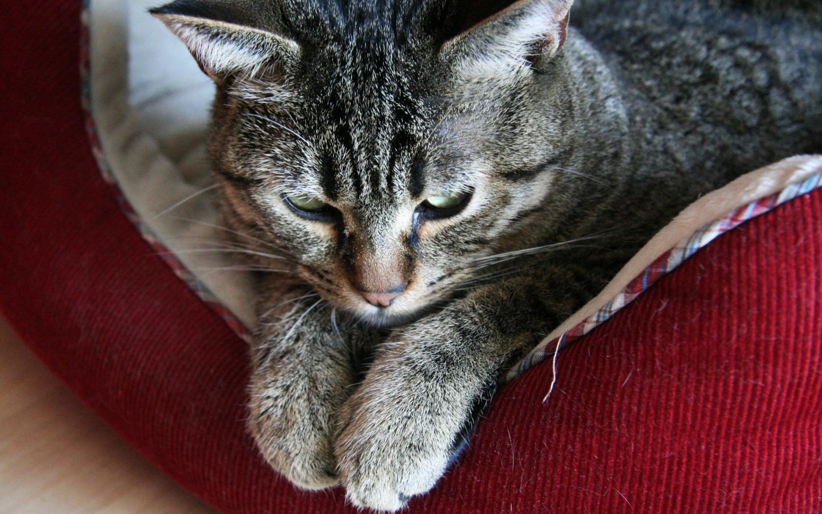 Пиксибоб свесил лапки