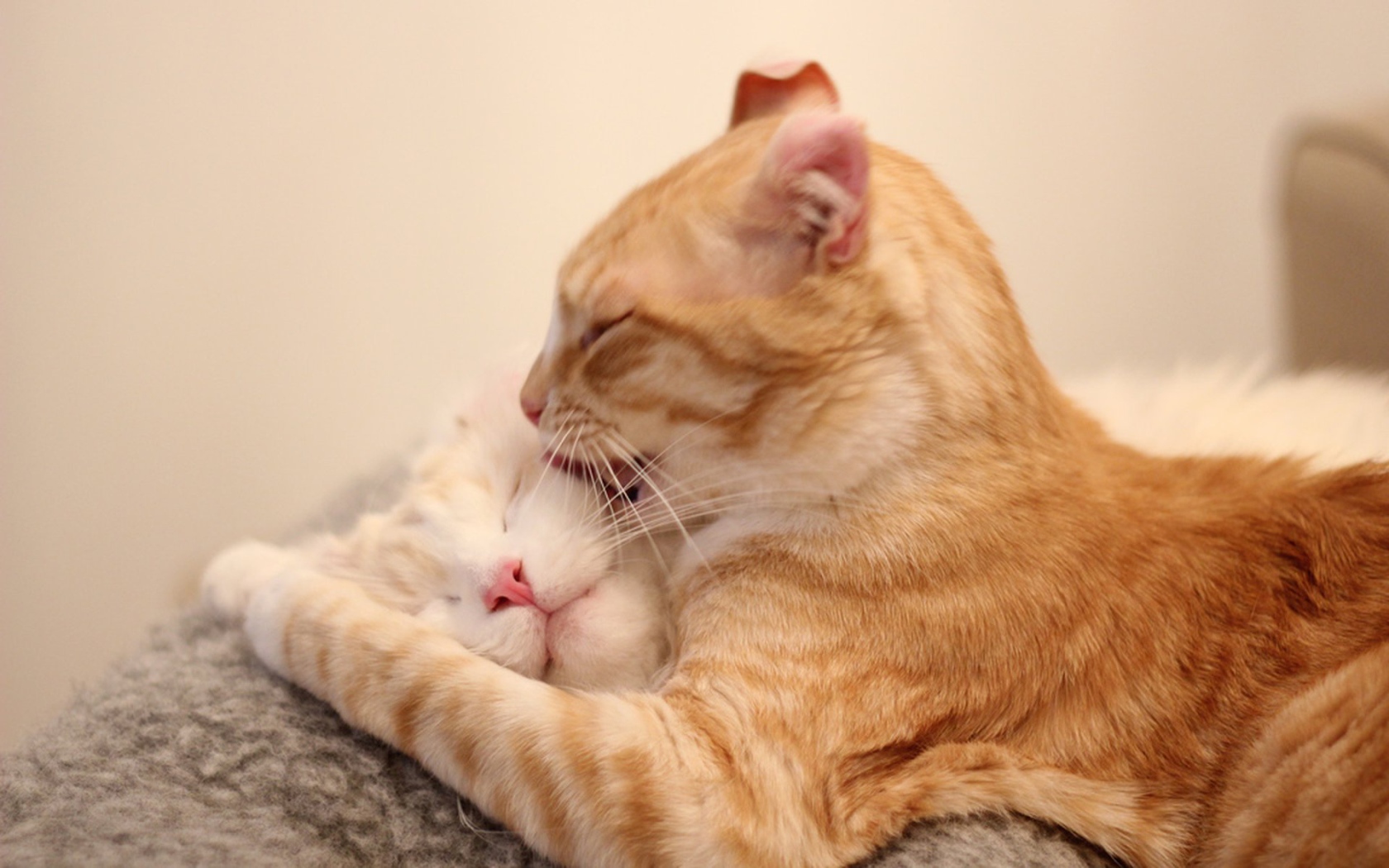 Игривые коты американский керл