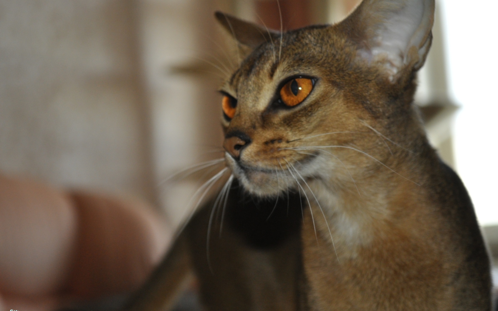 Гордая абиссинская кошка